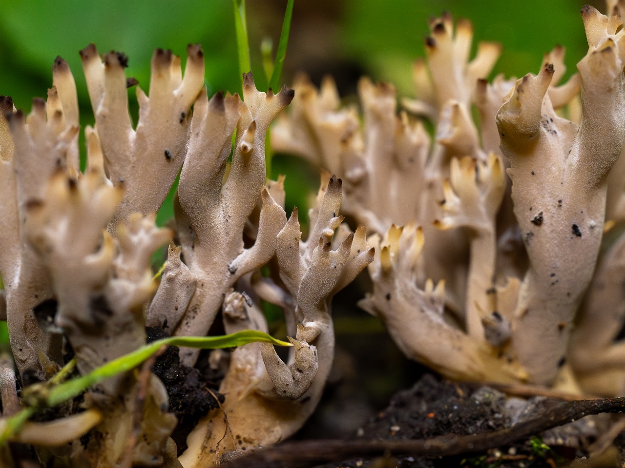 Clavulina cinerea _2025-07-19_1-14