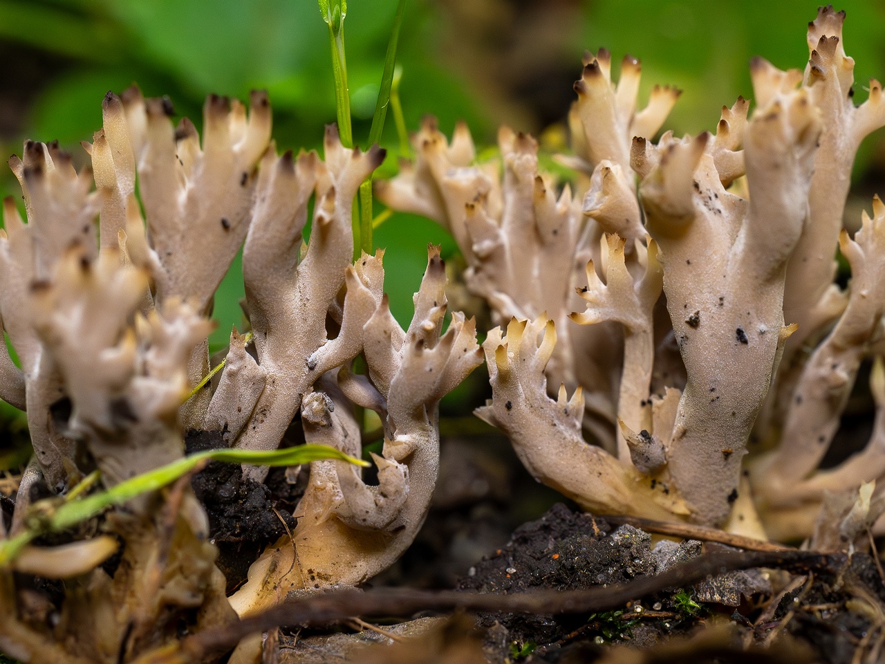 Clavulina cinerea _2025-07-19_1-15
