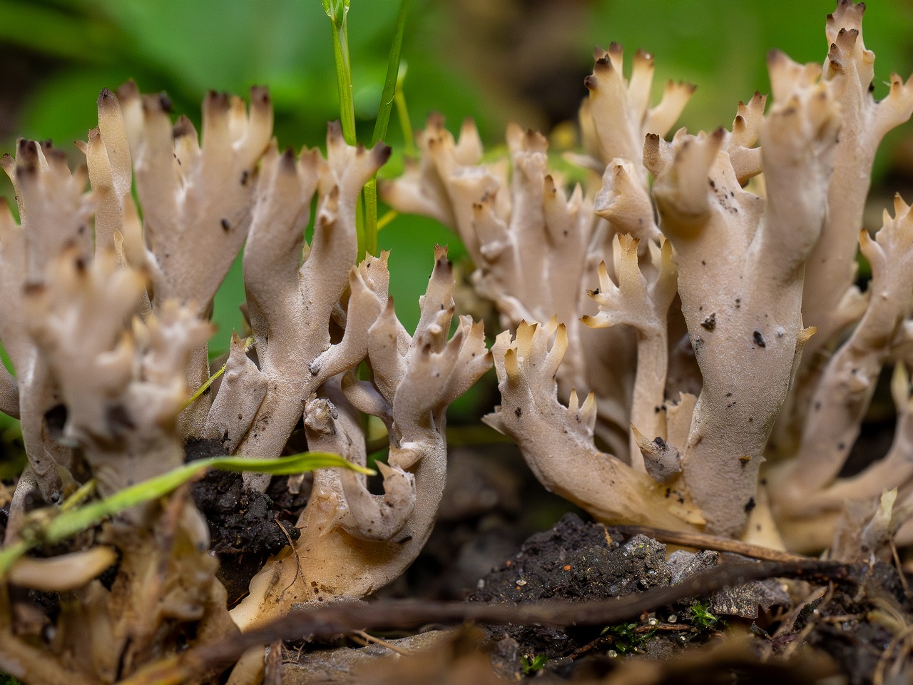 Clavulina cinerea _2025-07-19_1-16