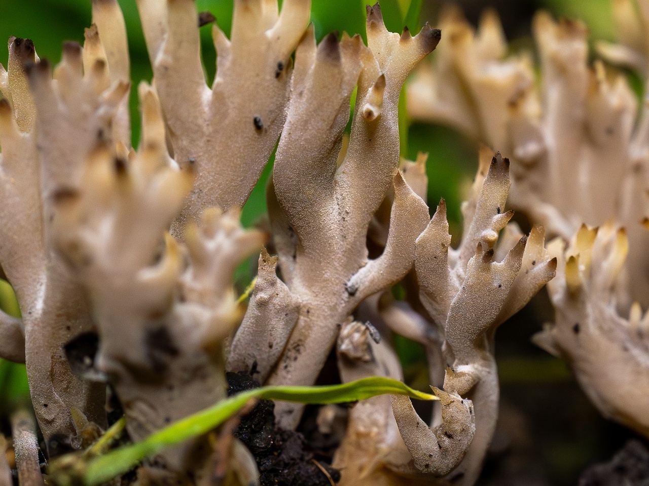 Clavulina cinerea _2025-07-19_1-17