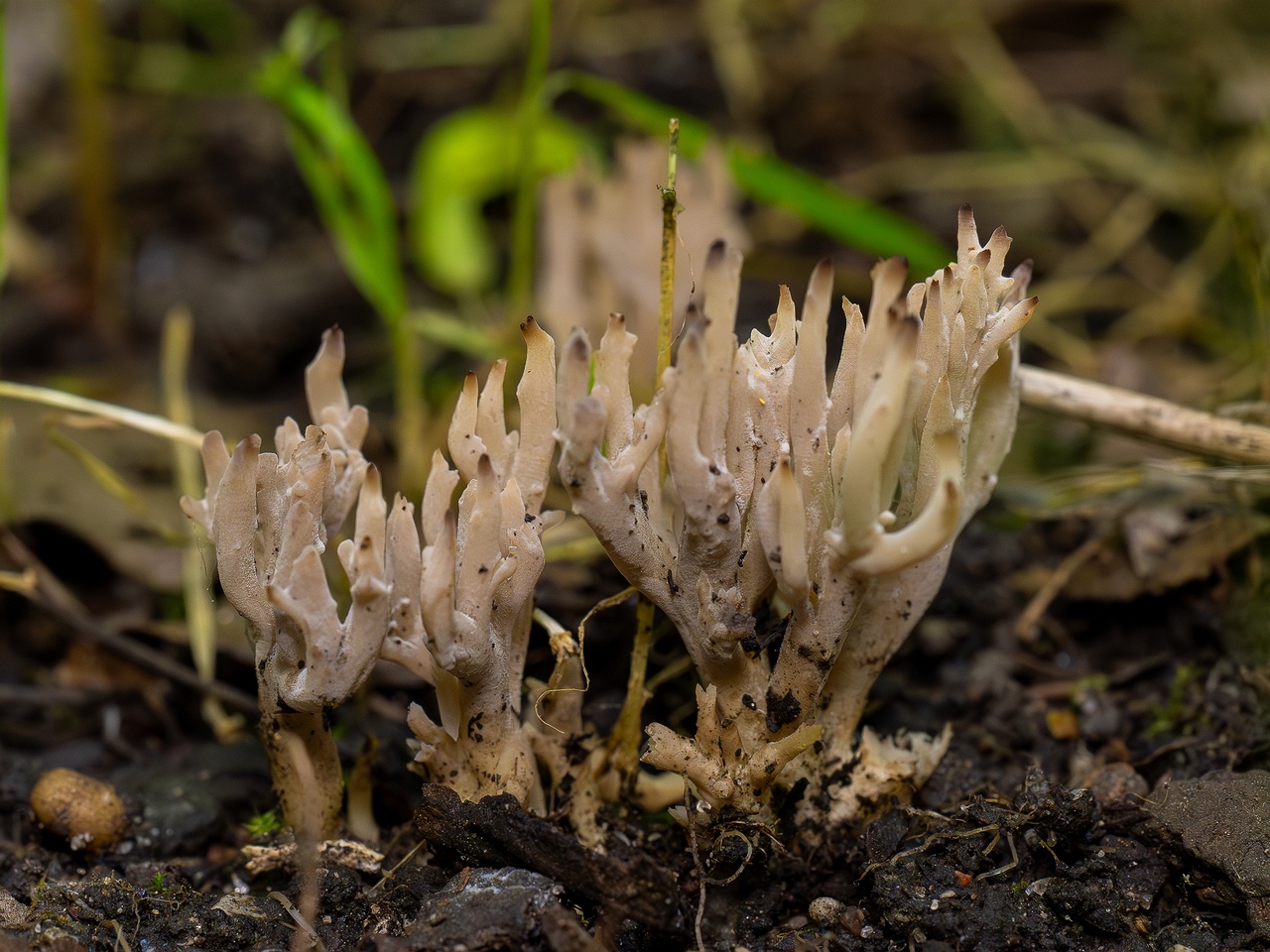 Clavulina cinerea _2025-07-19_1-2