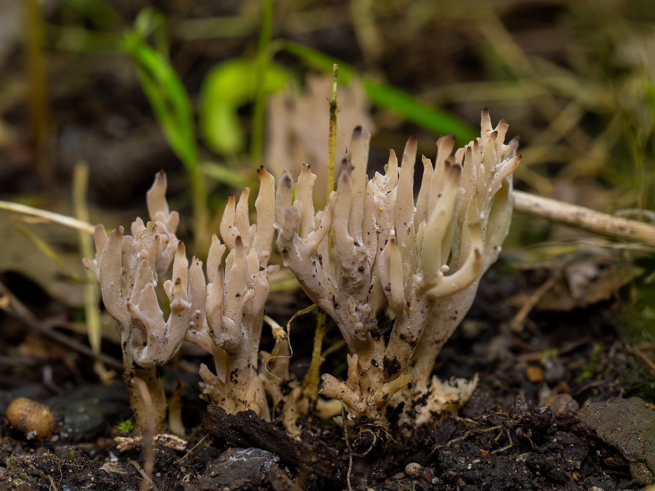 Clavulina cinerea _2025-07-19_1-3