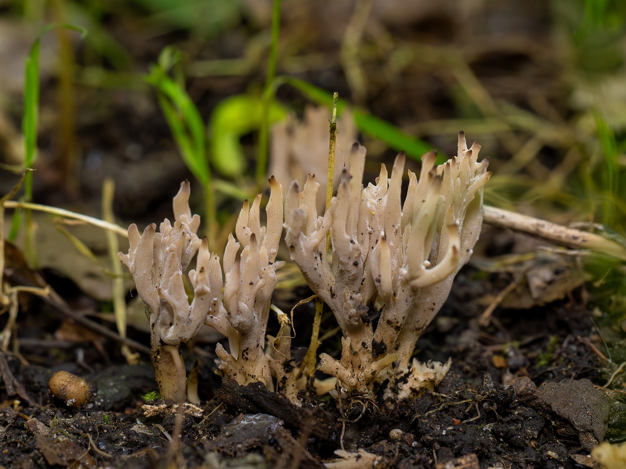 Clavulina cinerea _2025-07-19_1-4