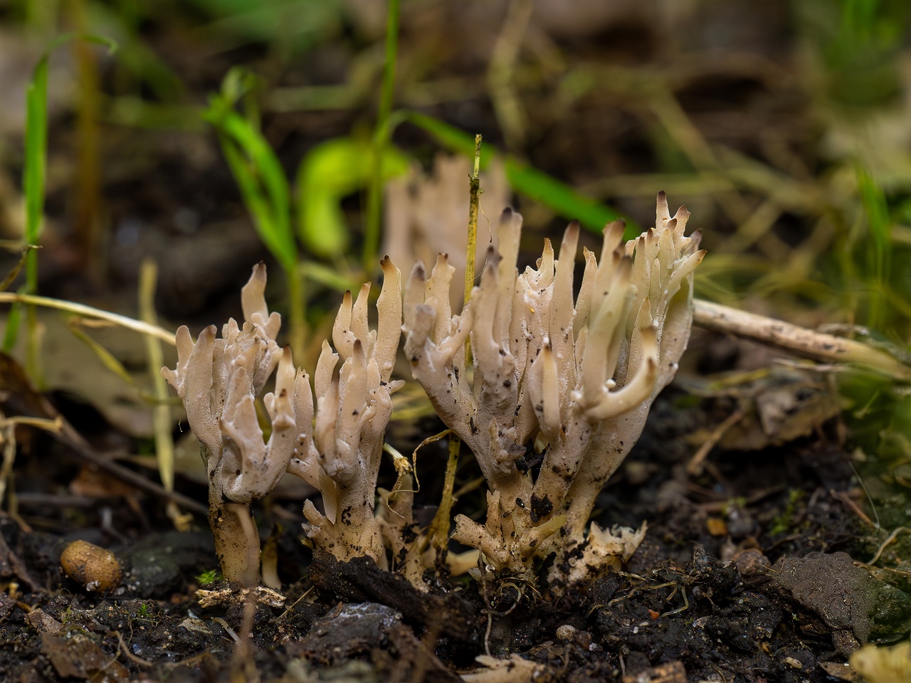 Clavulina cinerea _2025-07-19_1-5