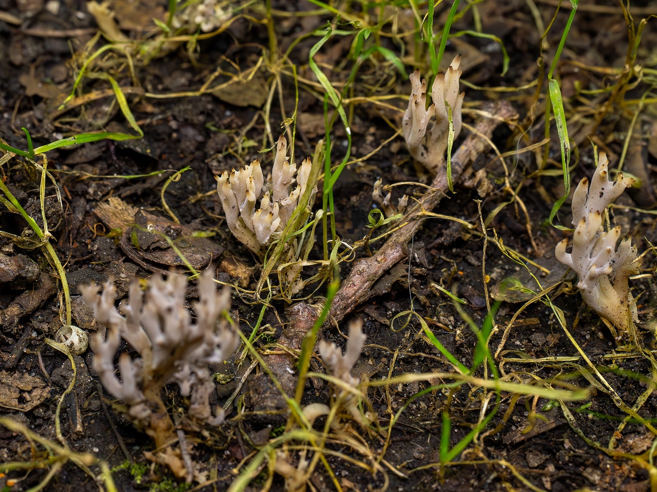 Clavulina cinerea _2025-07-19_1-6