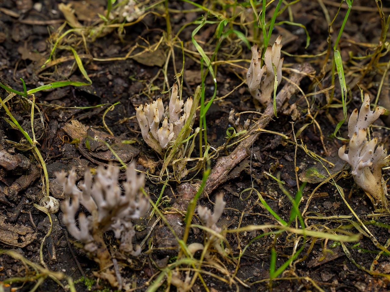 Clavulina cinerea _2025-07-19_1-7