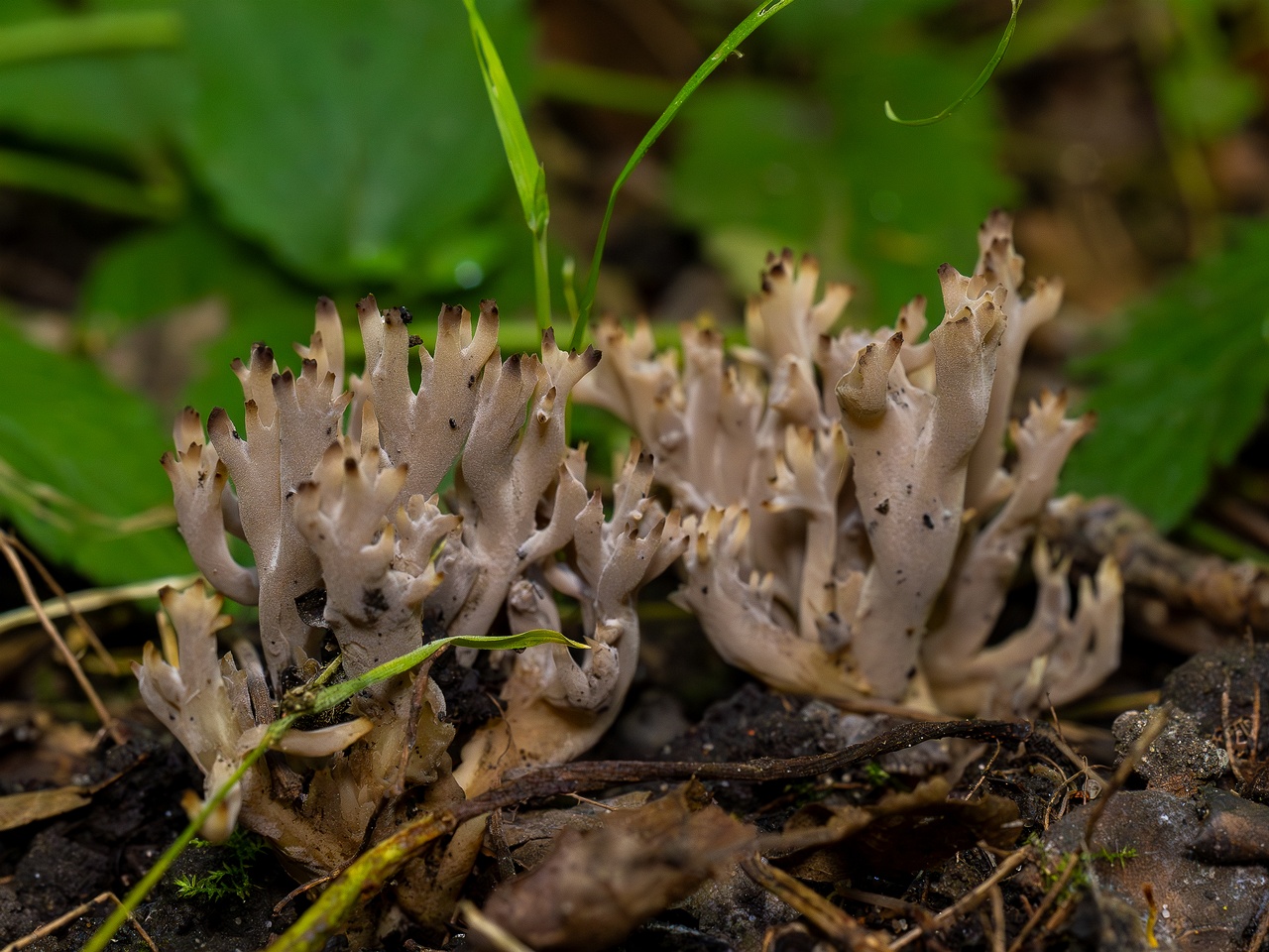 Clavulina cinerea _2025-07-19_1-9
