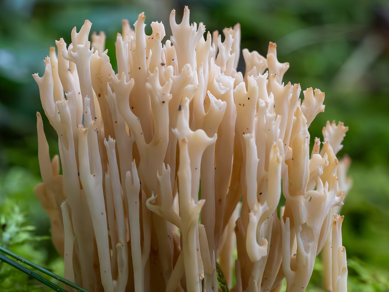 Клавулина коралловидная - Clavulina coralloides
