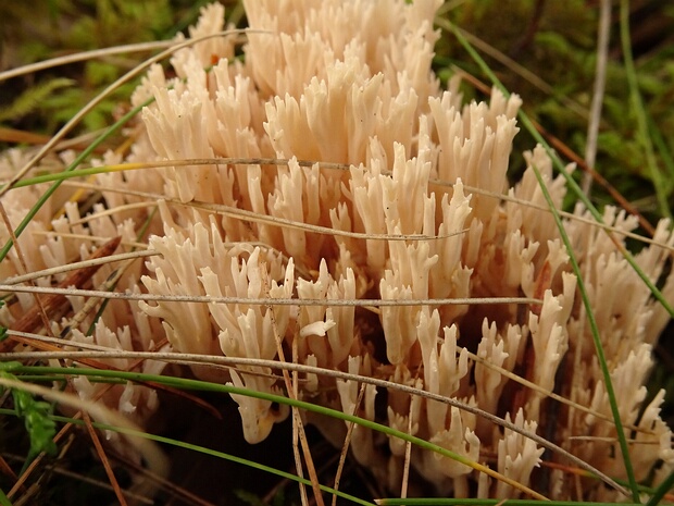 Клавулина коралловидная - Clavulina coralloides