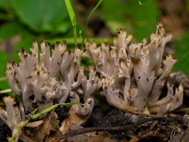 Клавулина пепельно-серая - Clavulina cinerea
