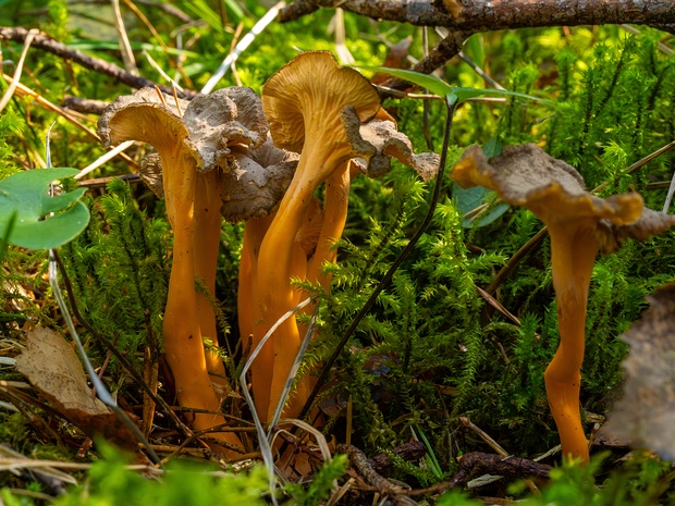 Вороночник желтеющий - Craterellus lutescens