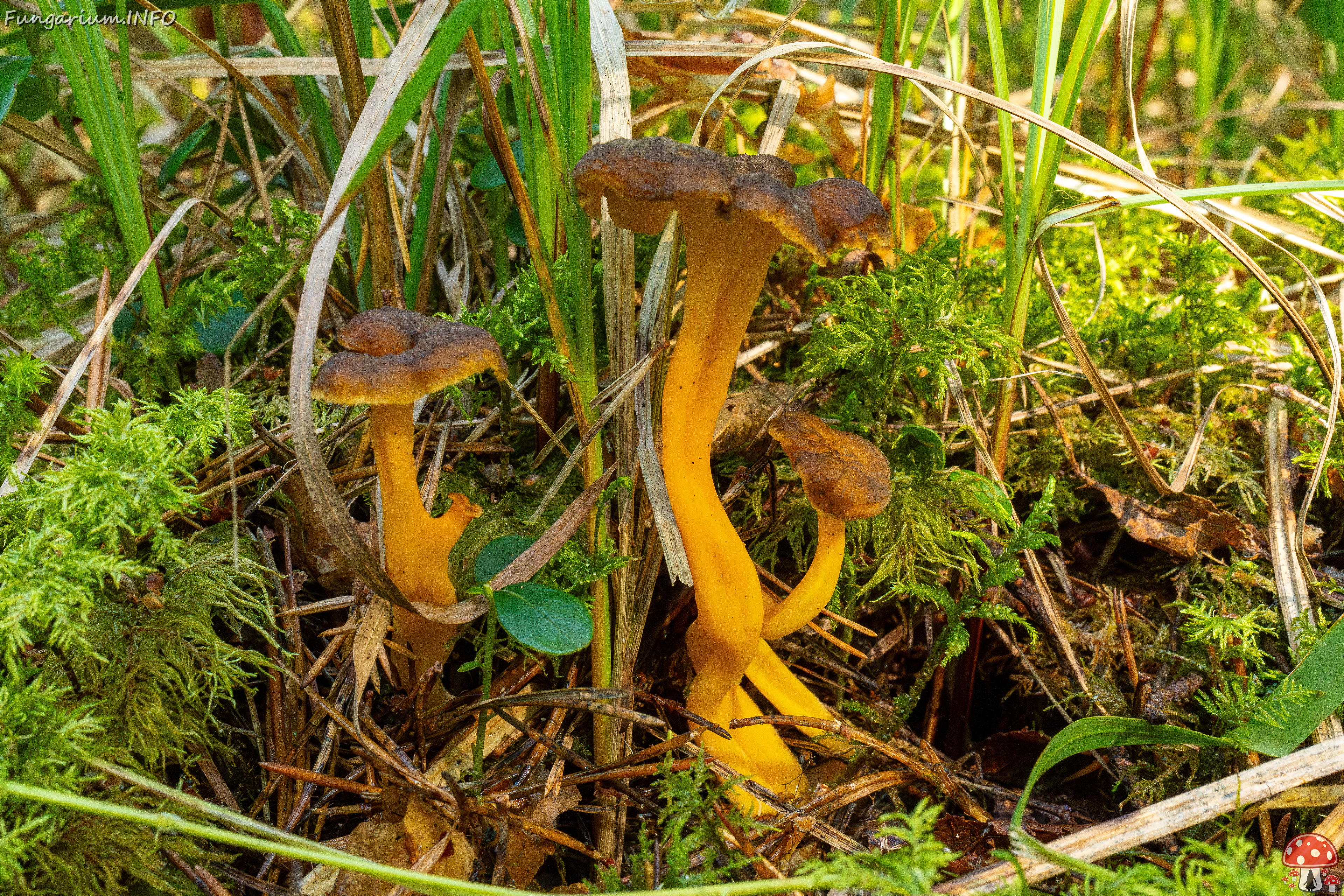 craterellus-lutescens_1-1 