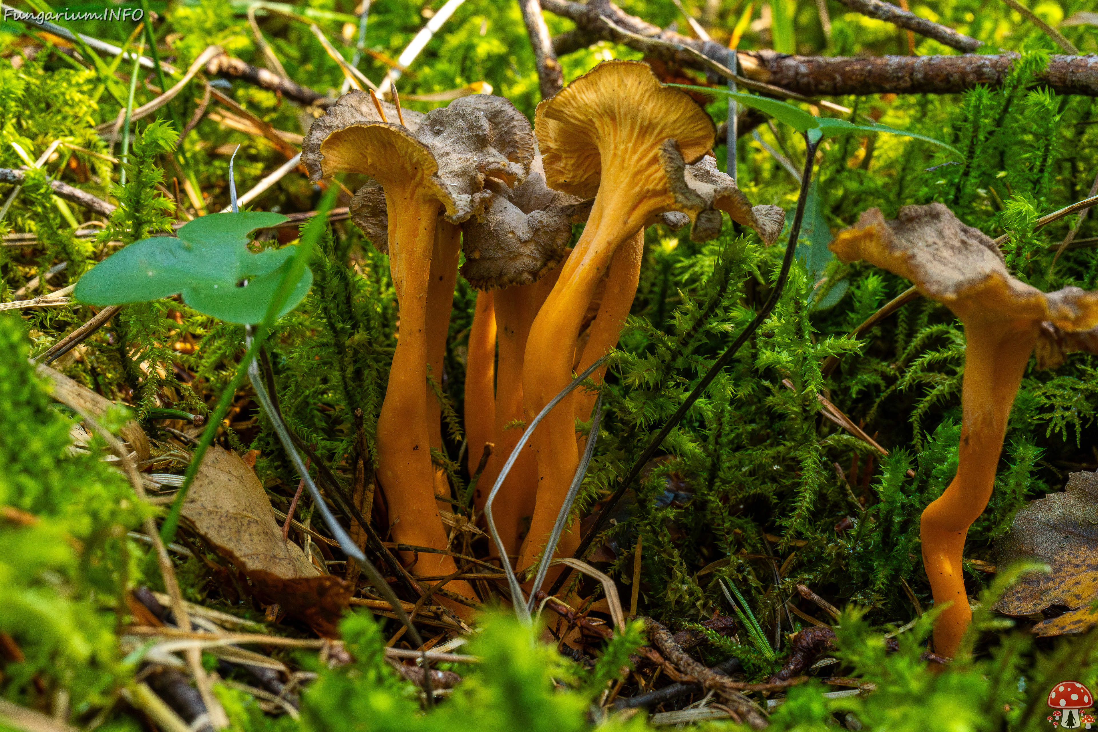 craterellus-lutescens_1-13 