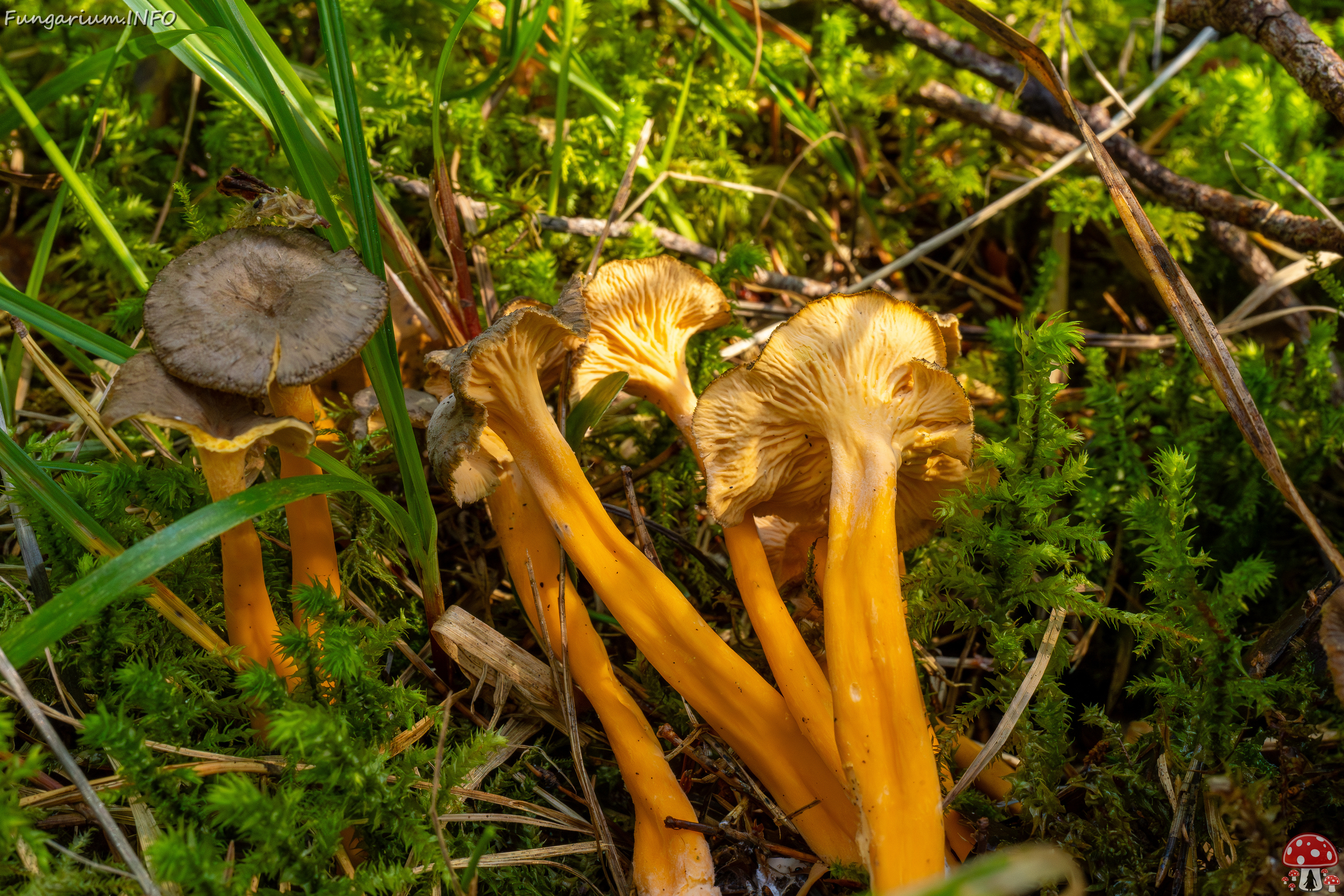 craterellus-lutescens_1-18 