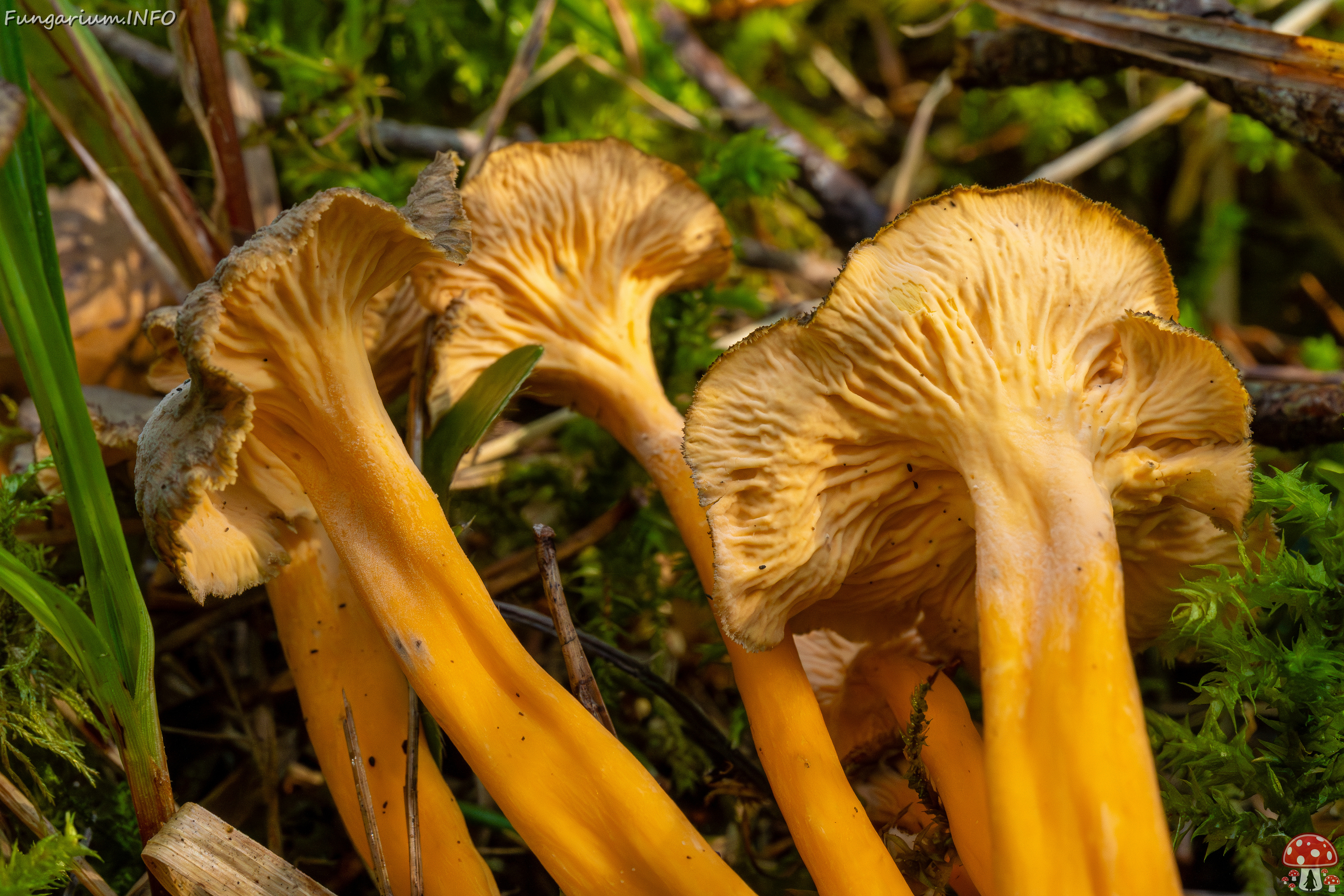 craterellus-lutescens_1-20 