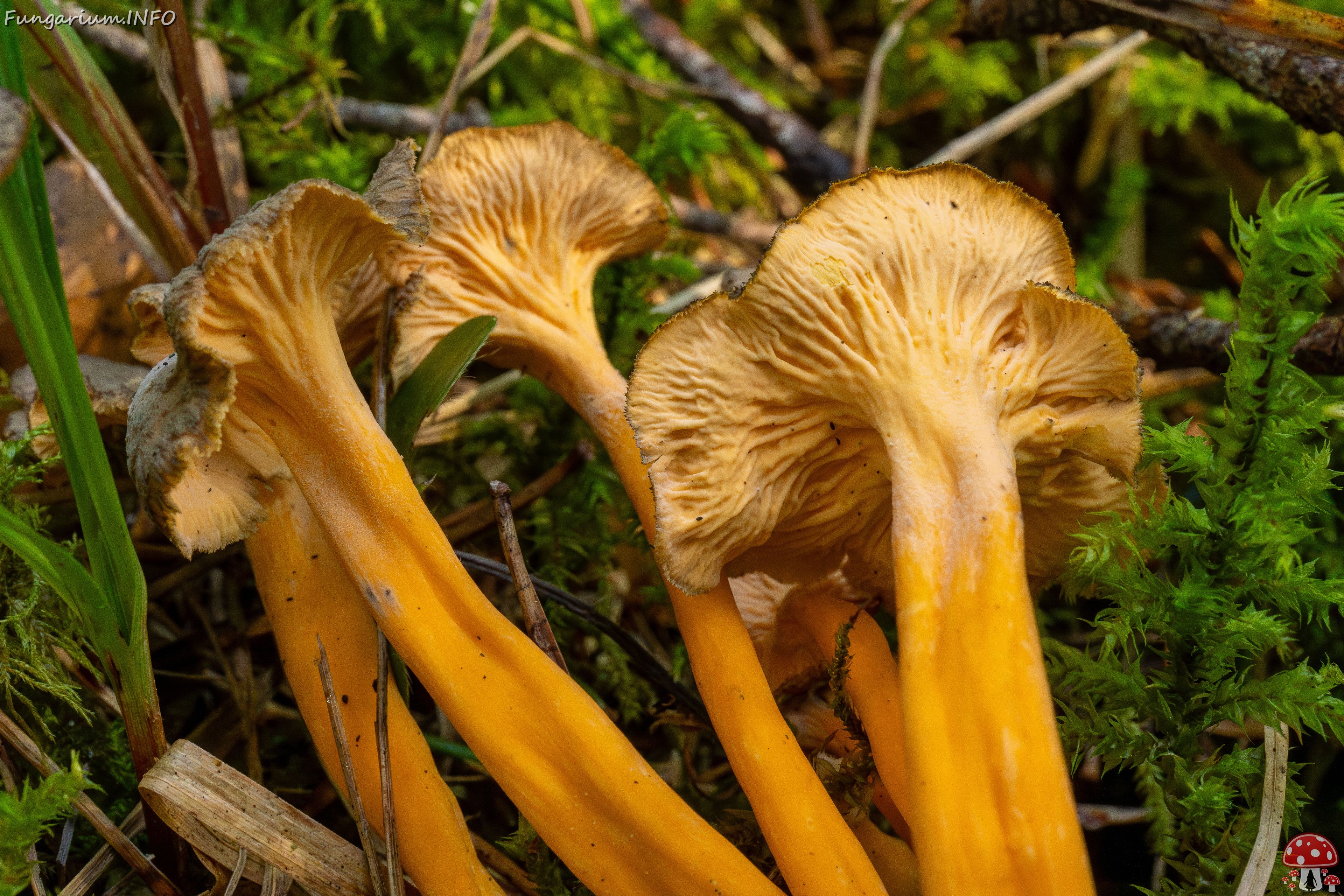 craterellus-lutescens_1-21 