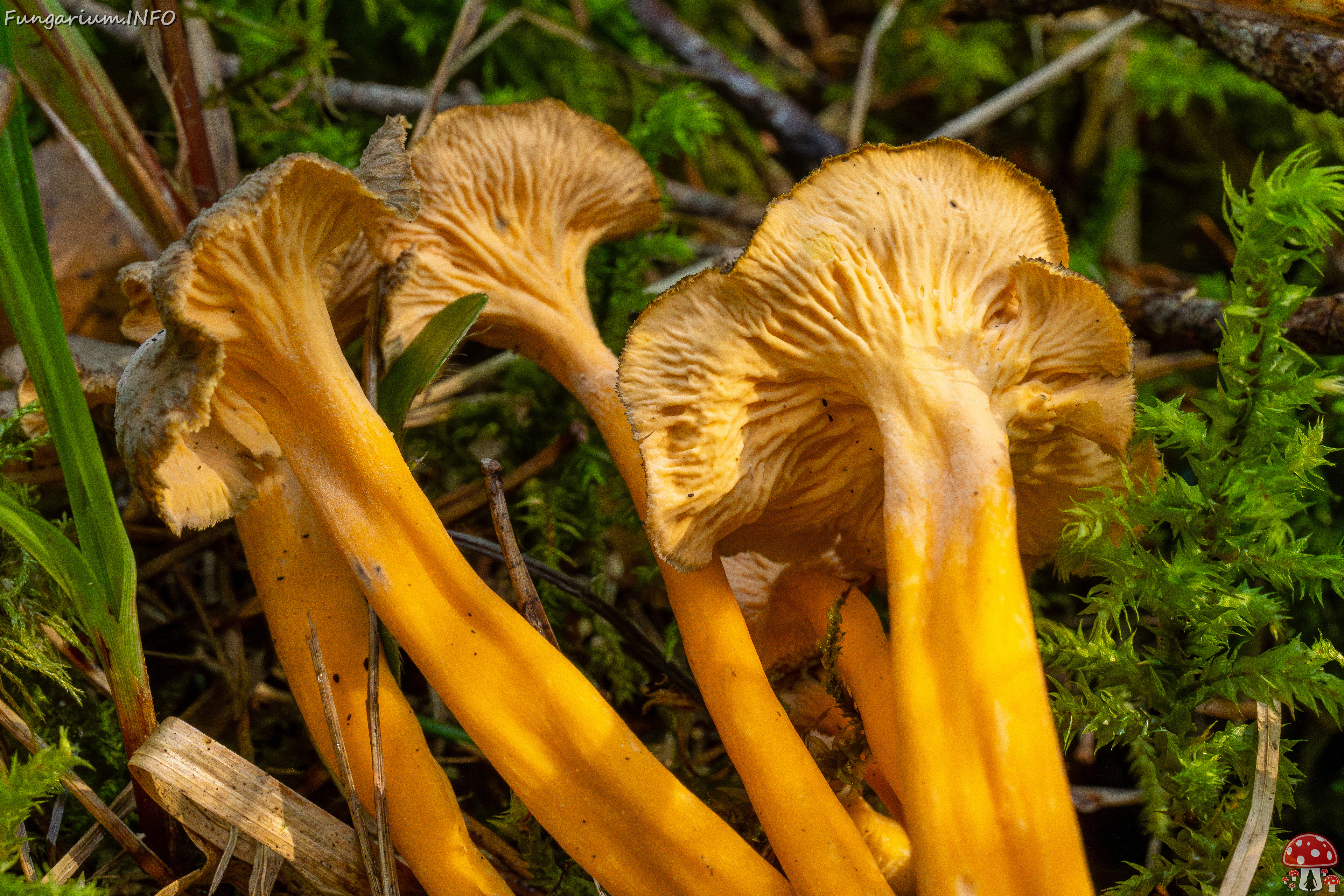 craterellus-lutescens_1-22 
