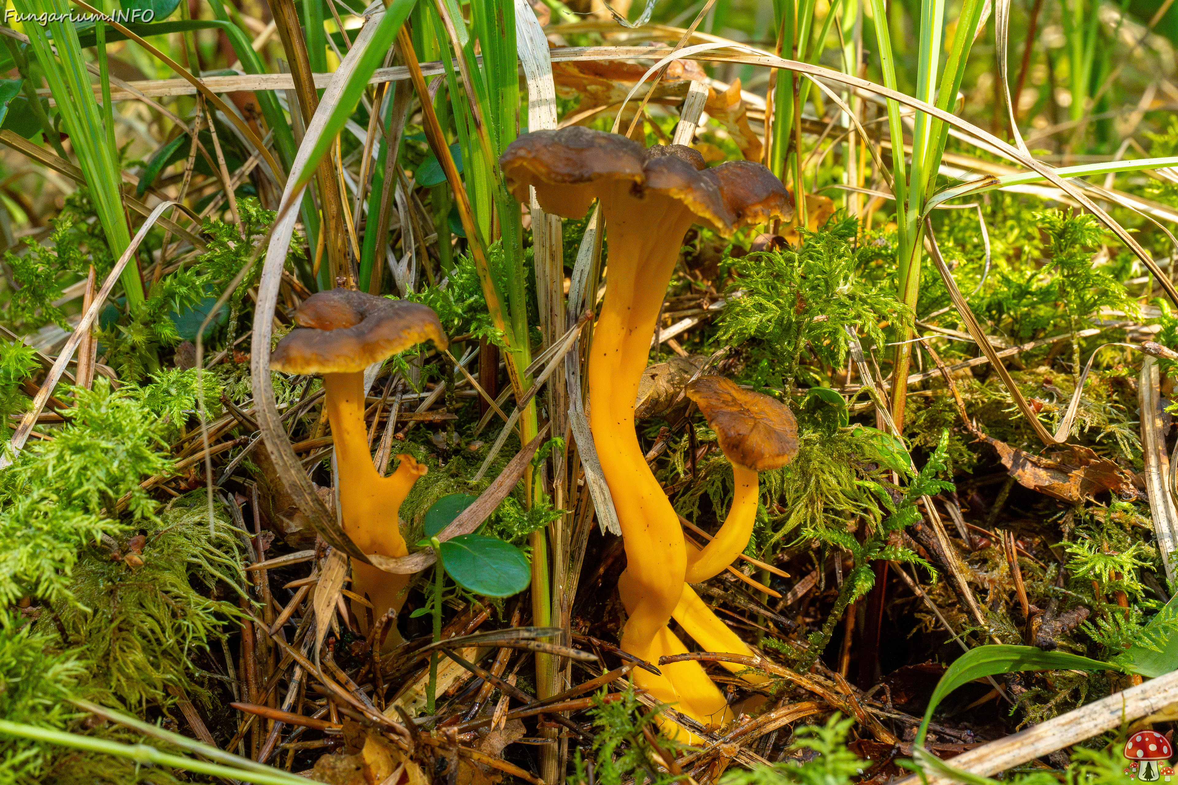 craterellus-lutescens_1-3 