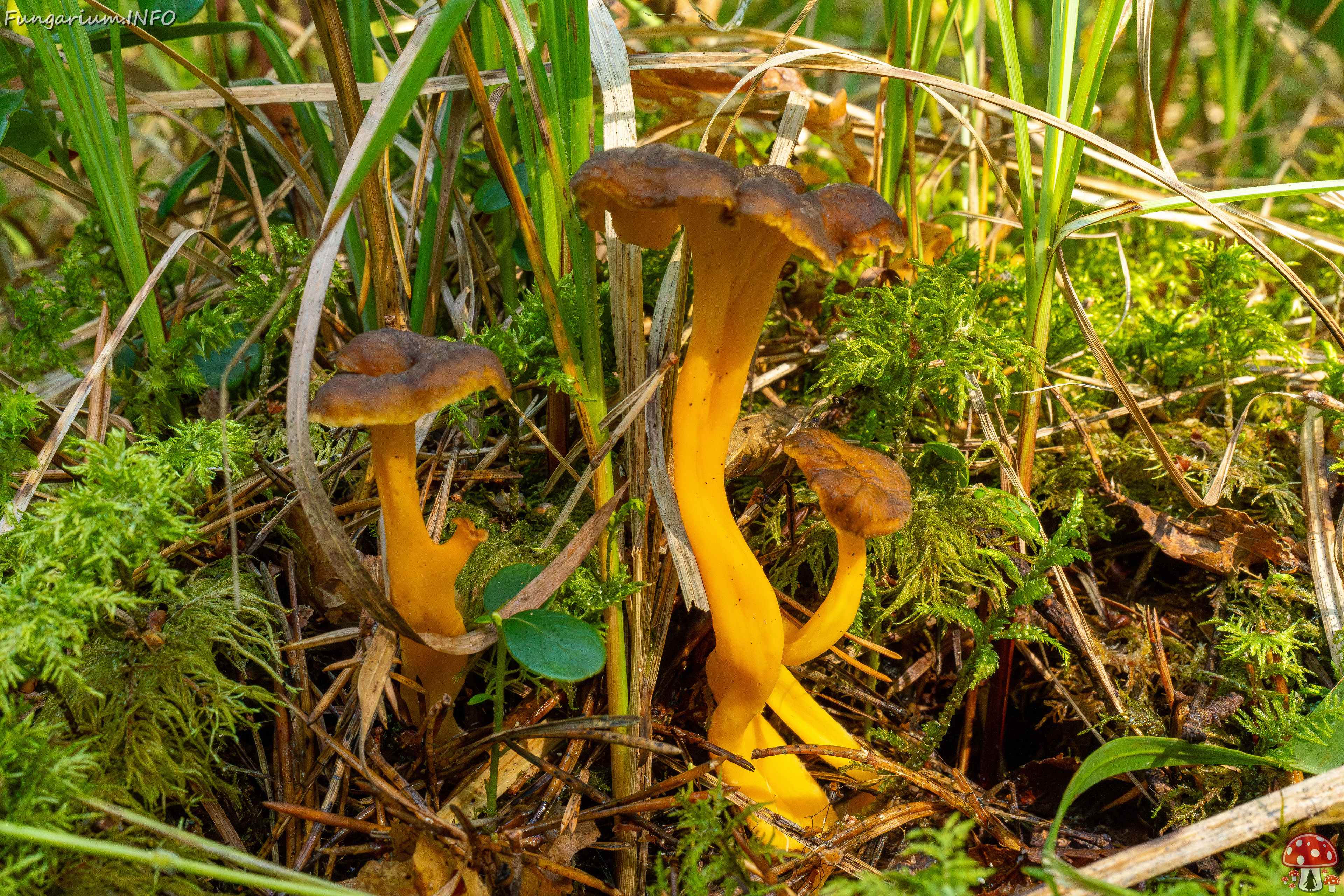 craterellus-lutescens_1-4 