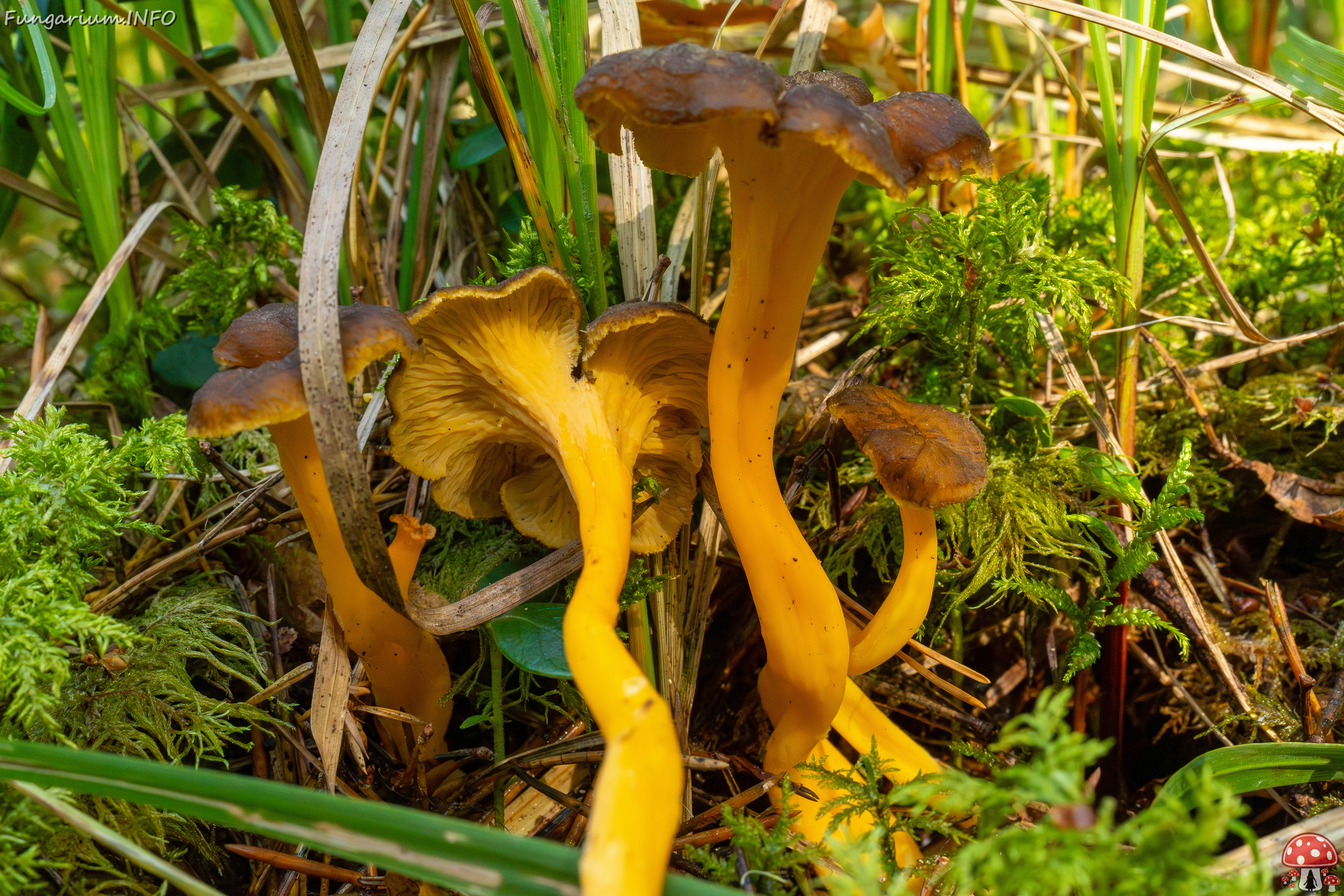 craterellus-lutescens_1-6 