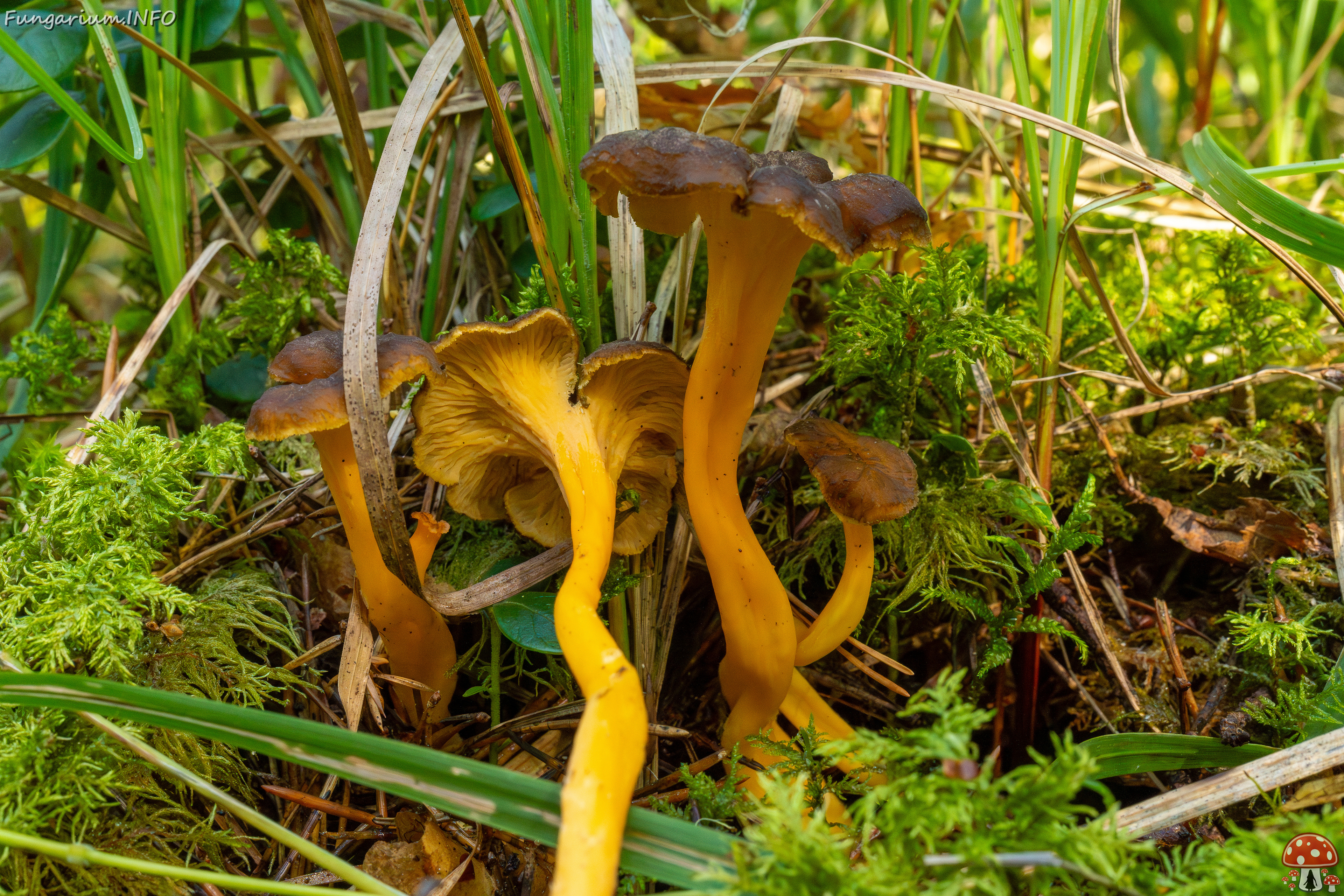 craterellus-lutescens_1-7 