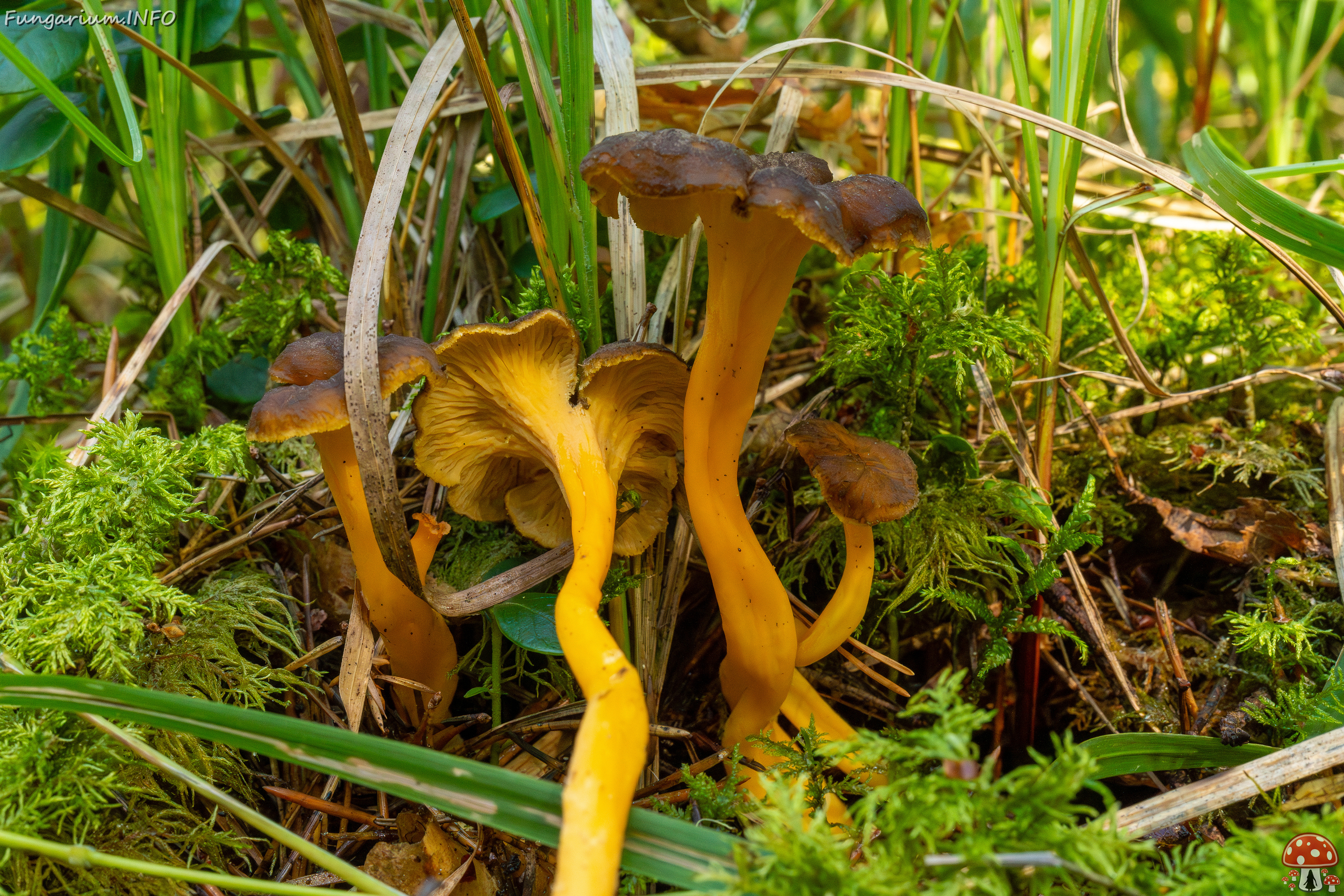 craterellus-lutescens_1-8 