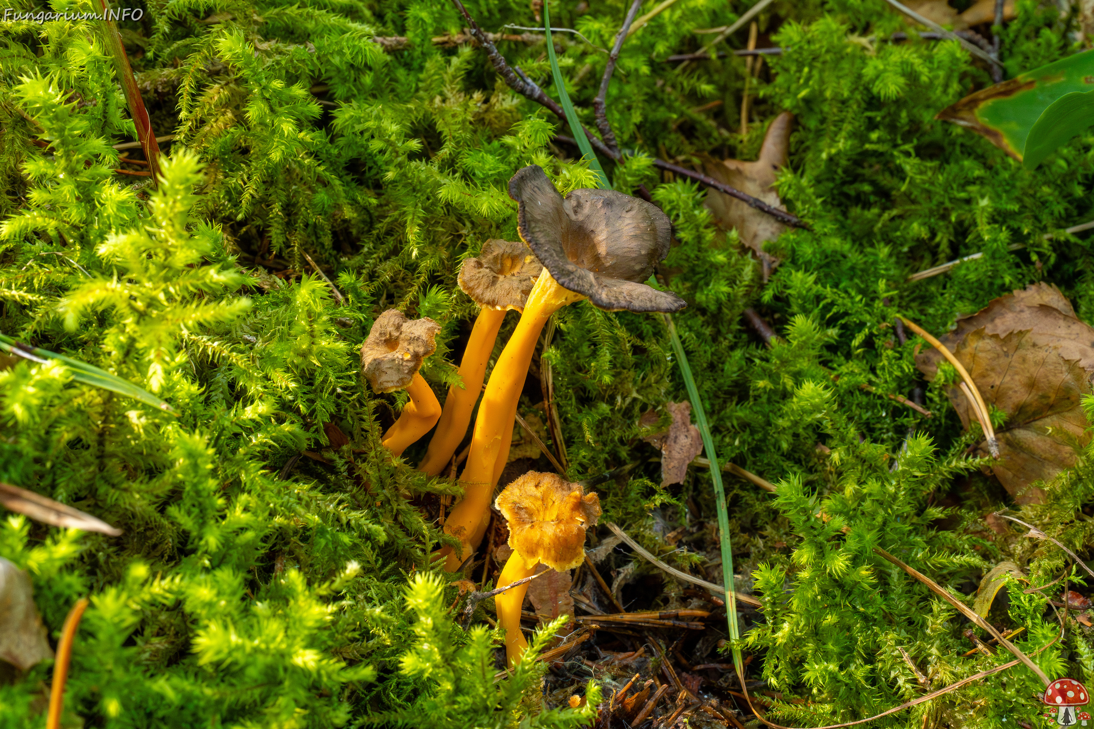 craterellus-lutescens_2-1 