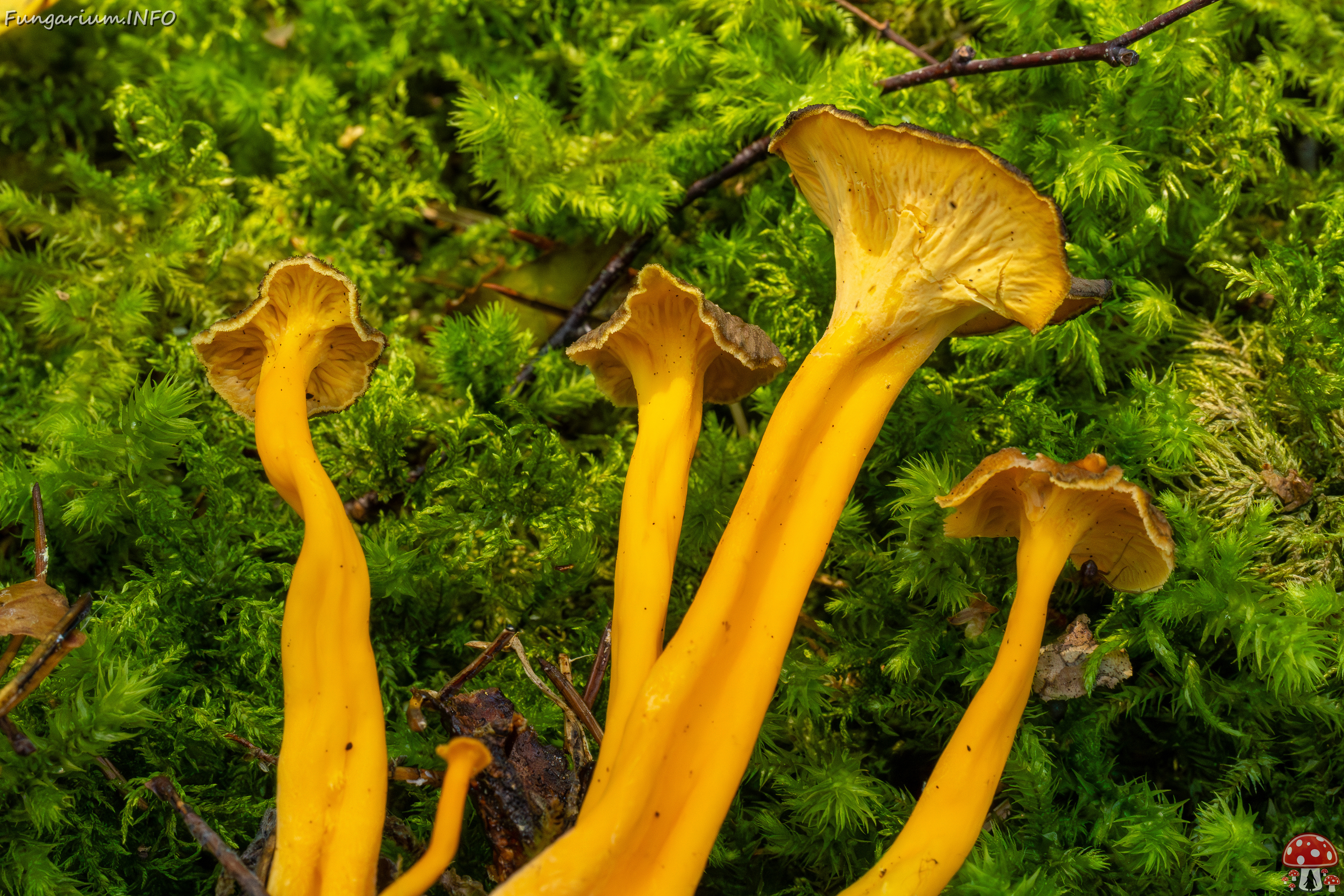 craterellus-lutescens_2-10 