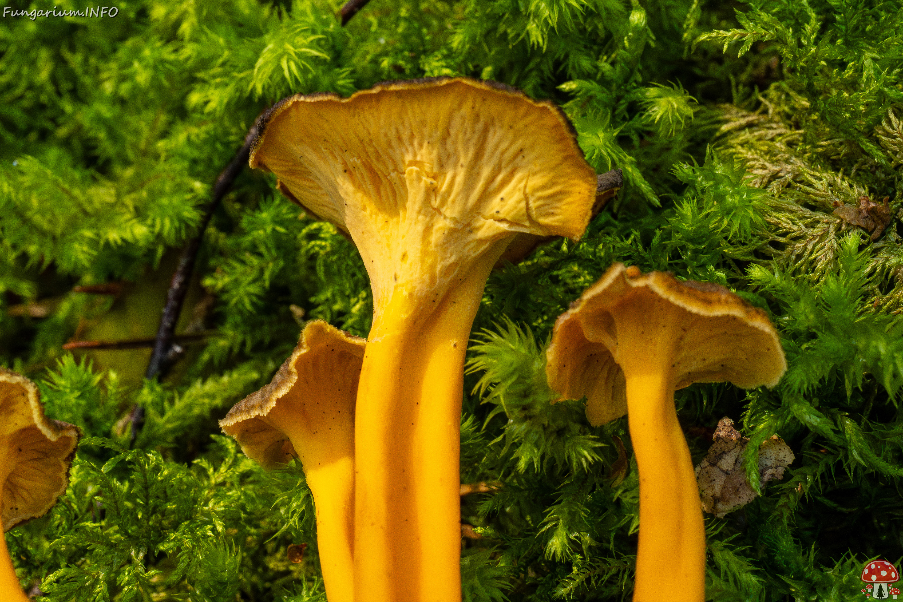 craterellus-lutescens_2-11 