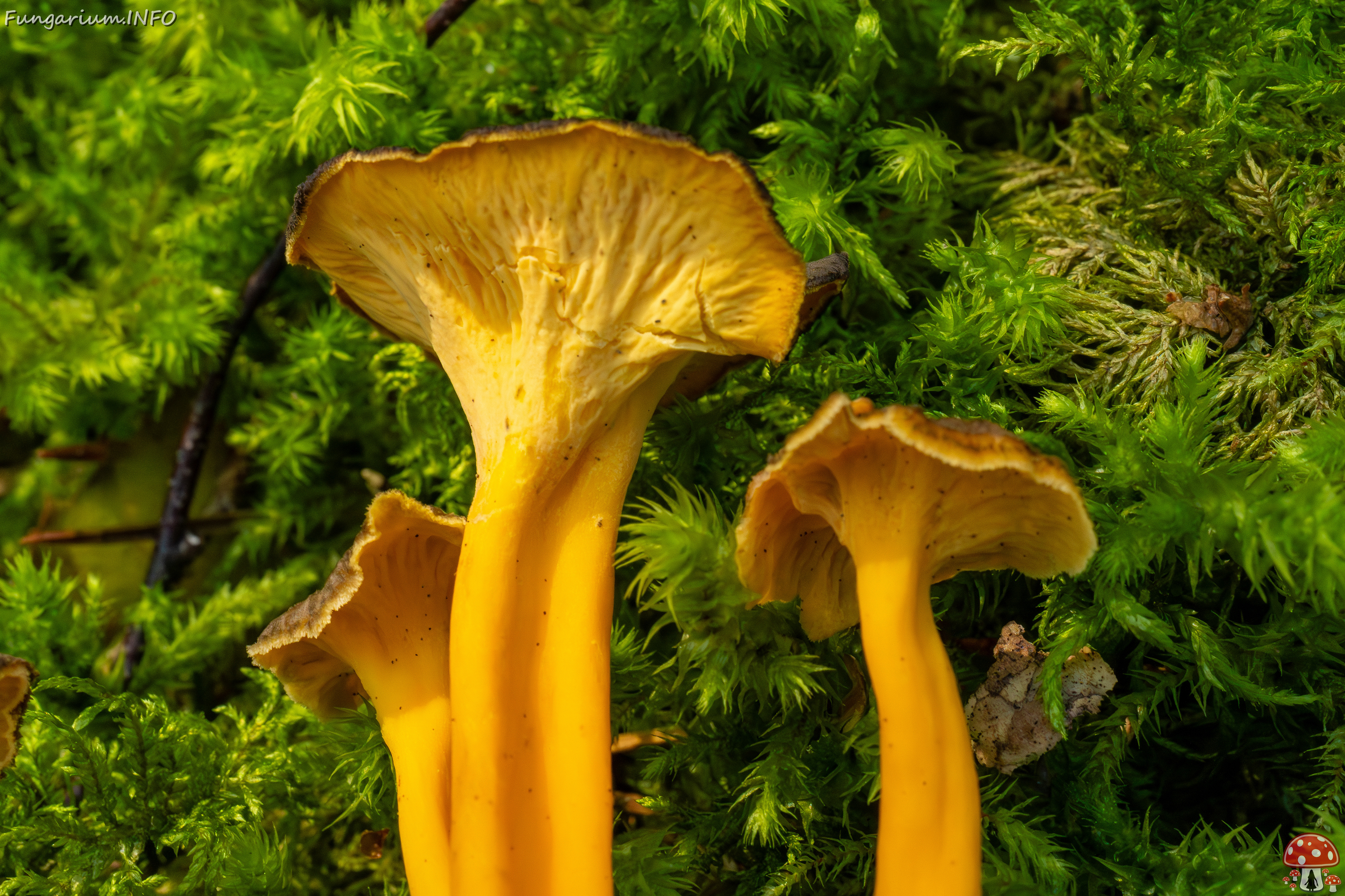 craterellus-lutescens_2-12 