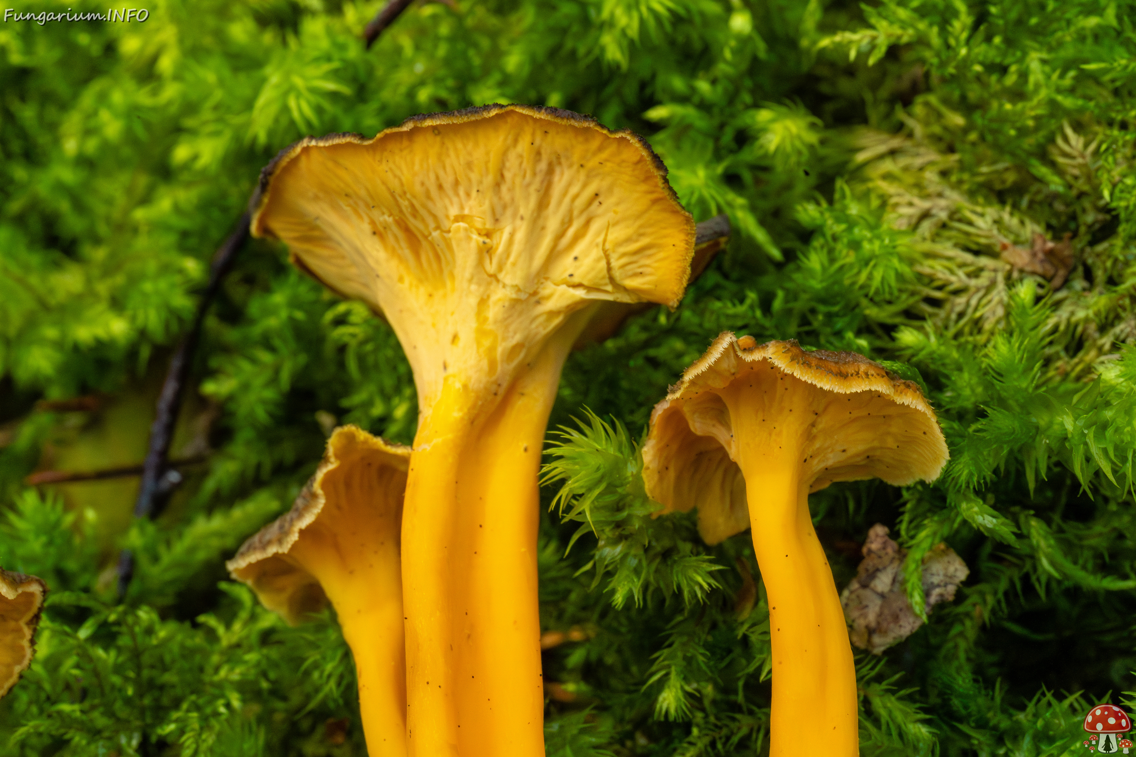 craterellus-lutescens_2-13 