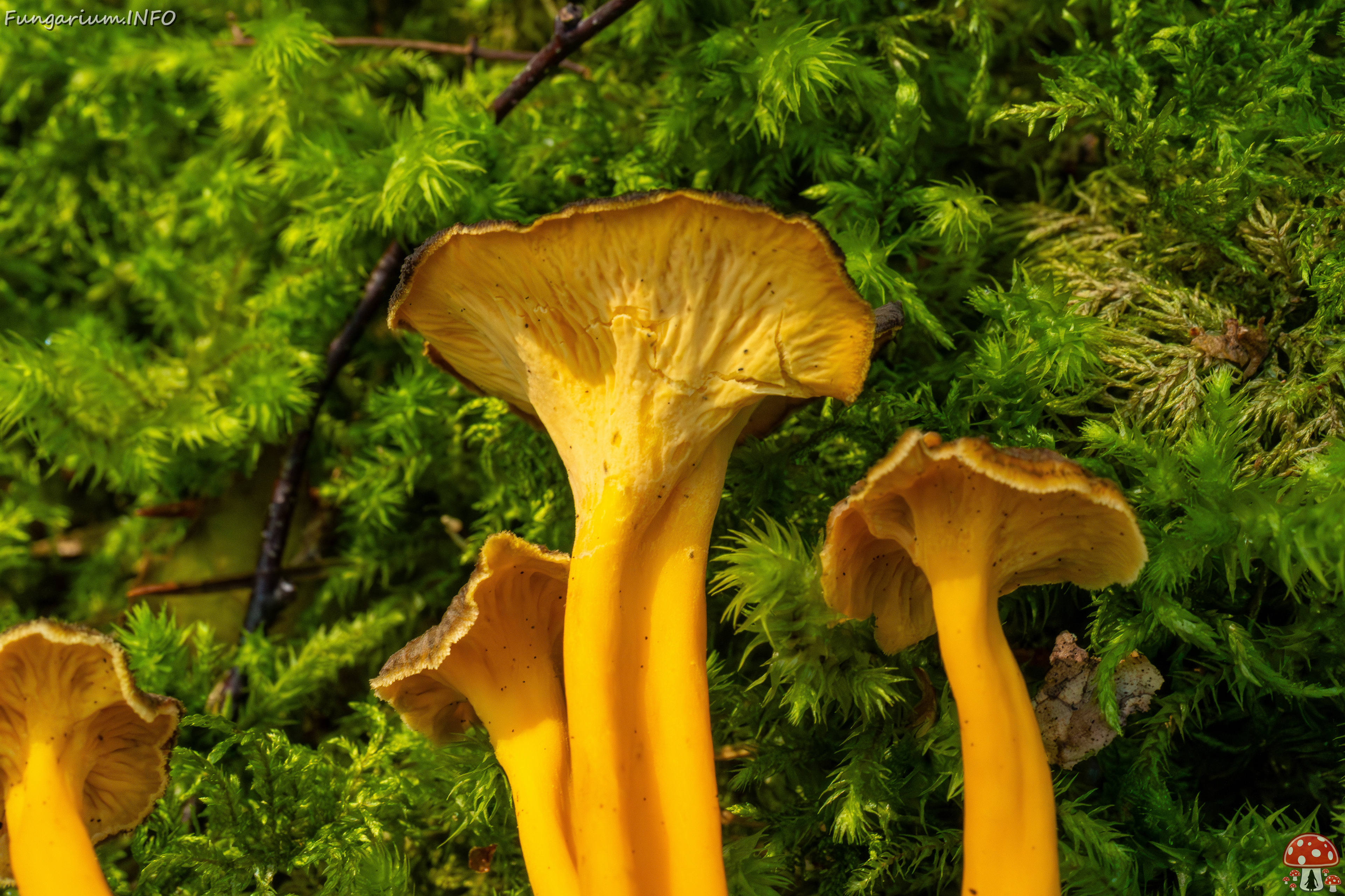 craterellus-lutescens_2-14 