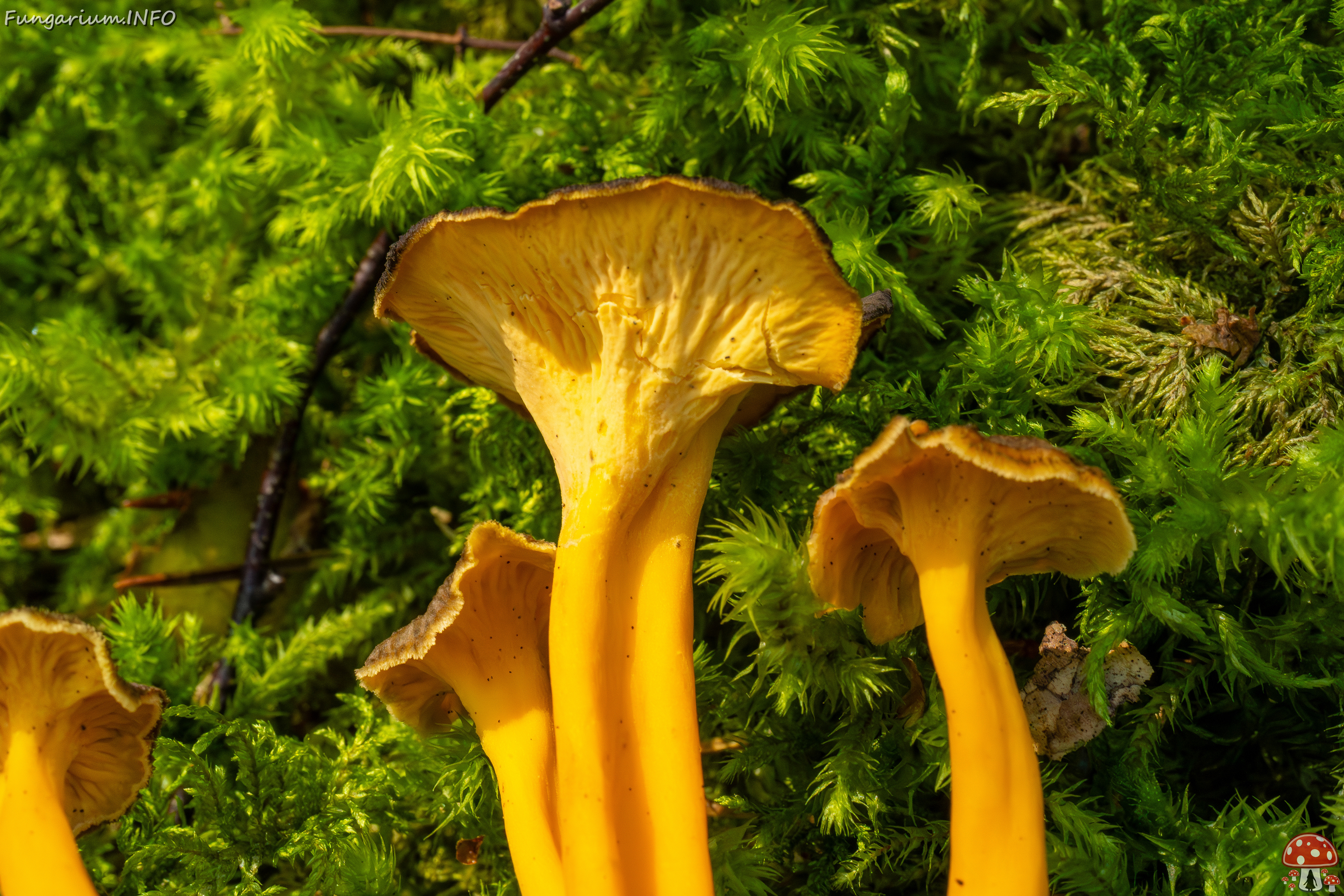 craterellus-lutescens_2-15 