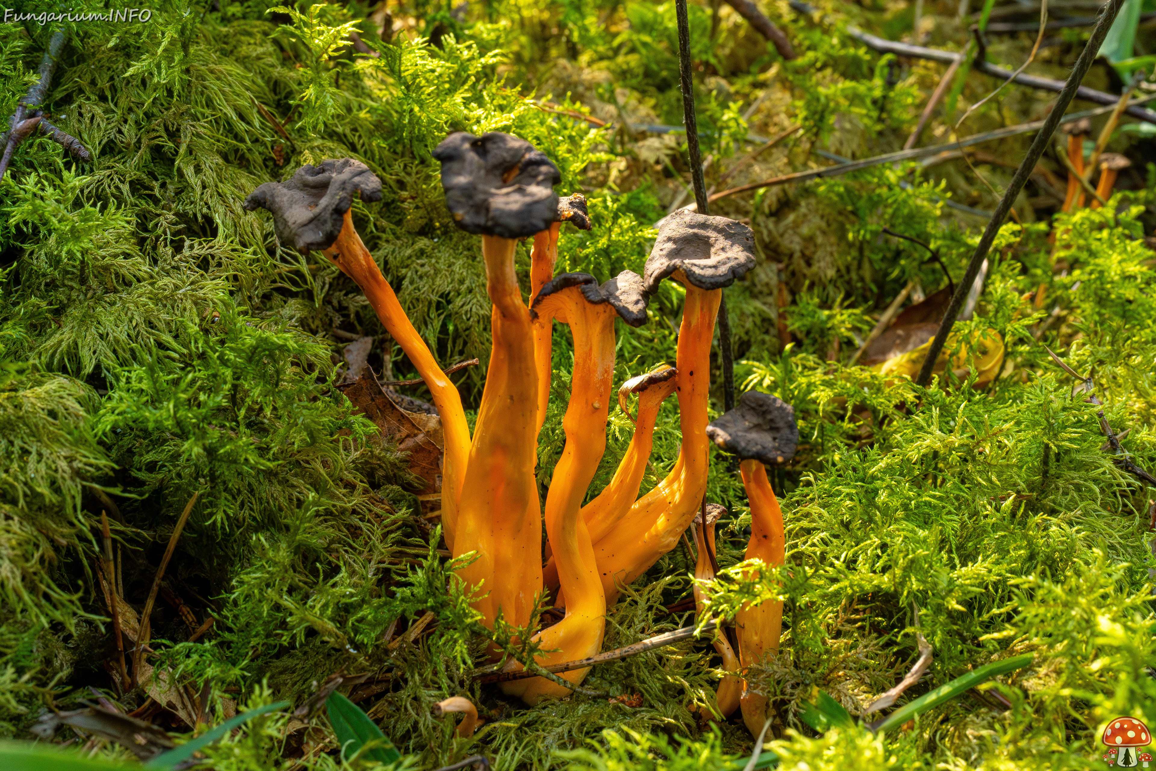 craterellus-lutescens_2-16 