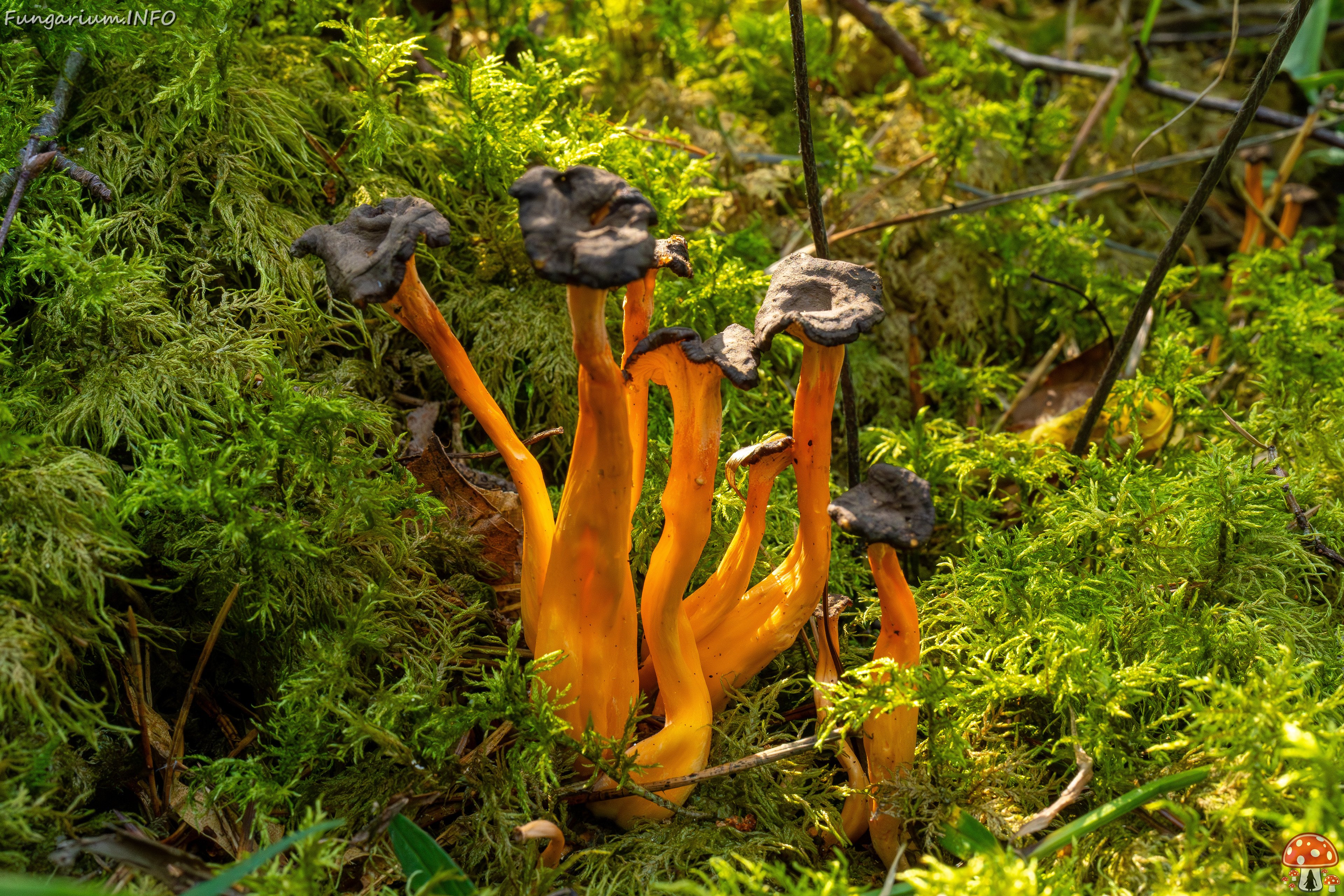 craterellus-lutescens_2-17 