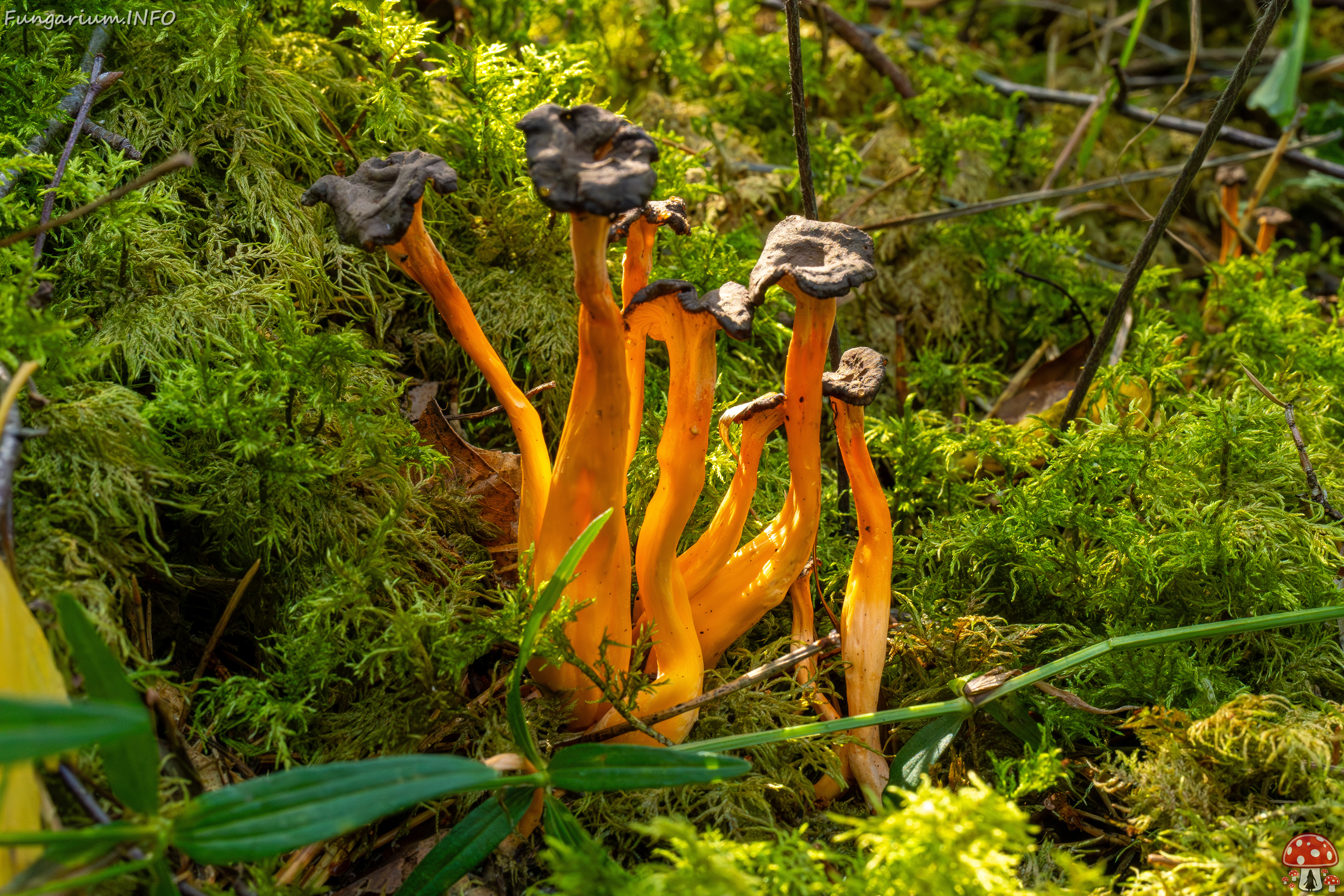 craterellus-lutescens_2-18 