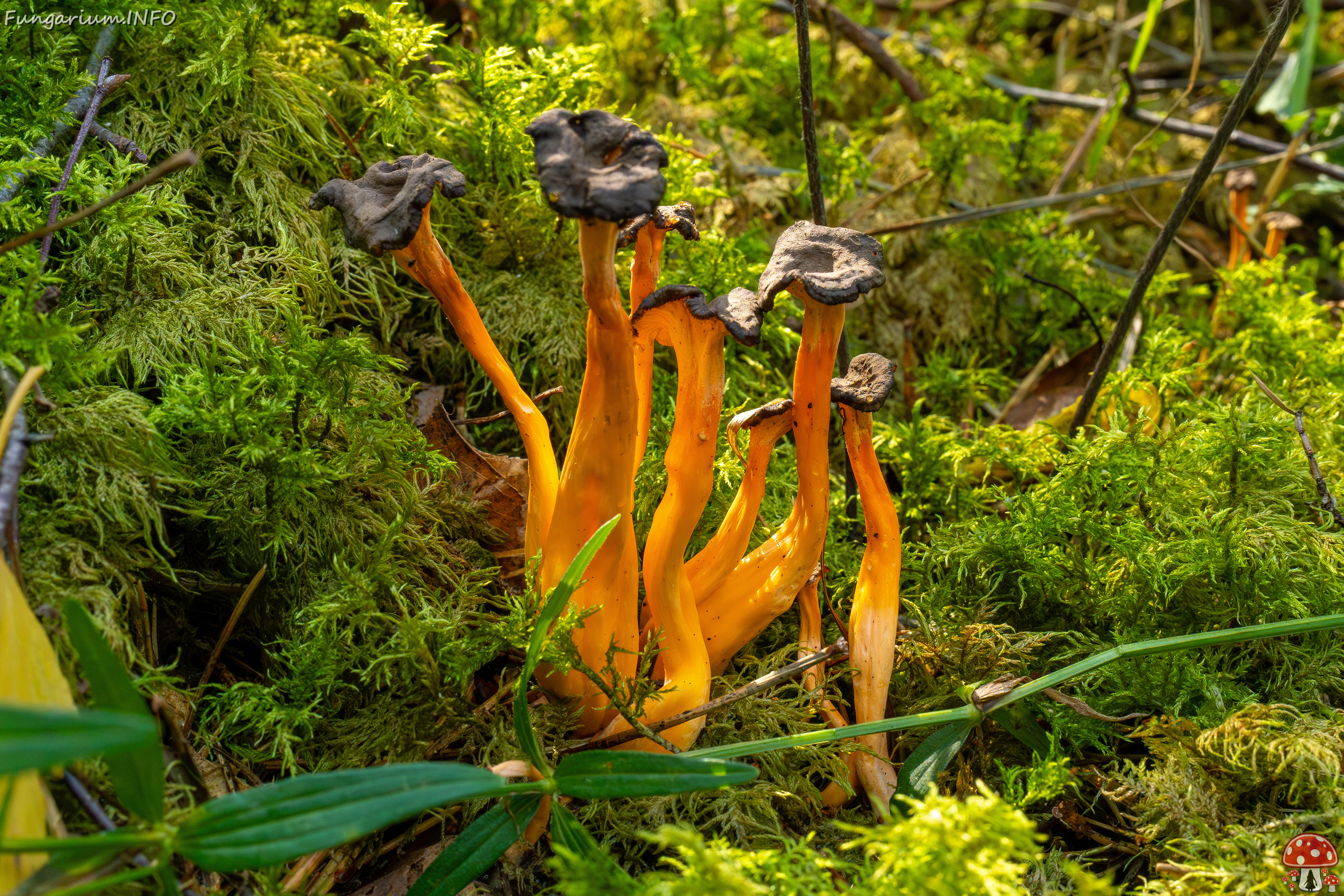 craterellus-lutescens_2-19 