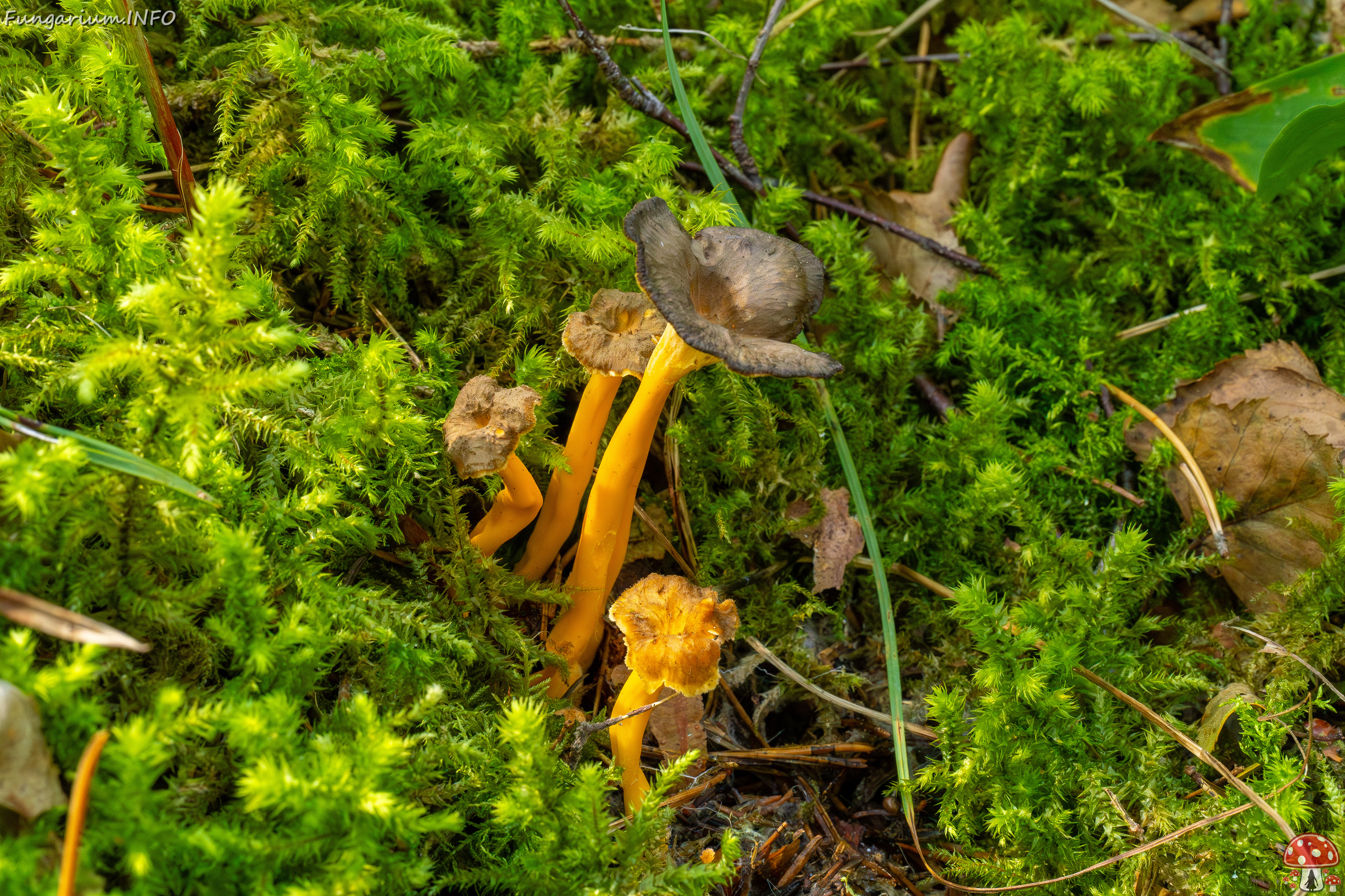 craterellus-lutescens_2-2 