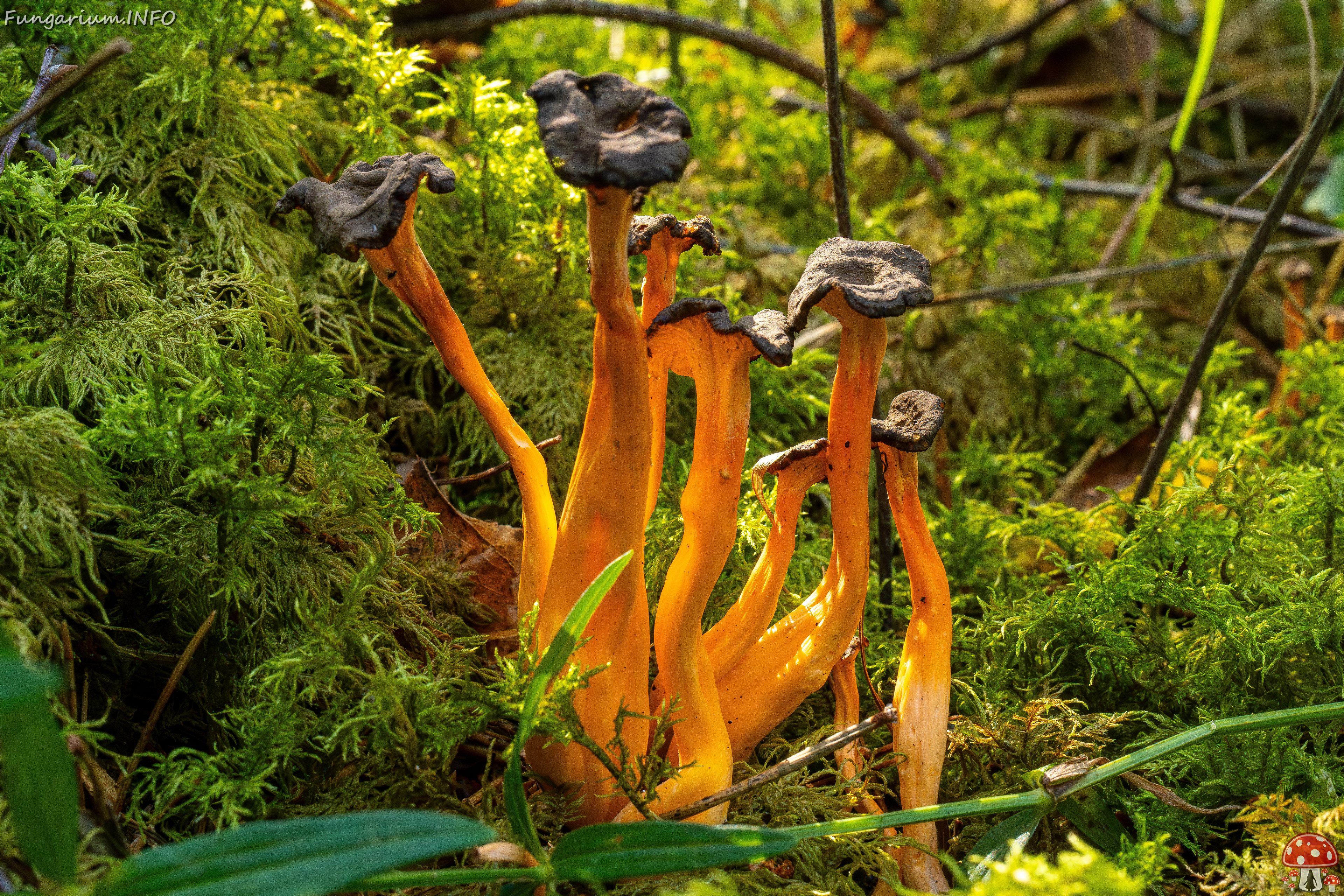 craterellus-lutescens_2-20 