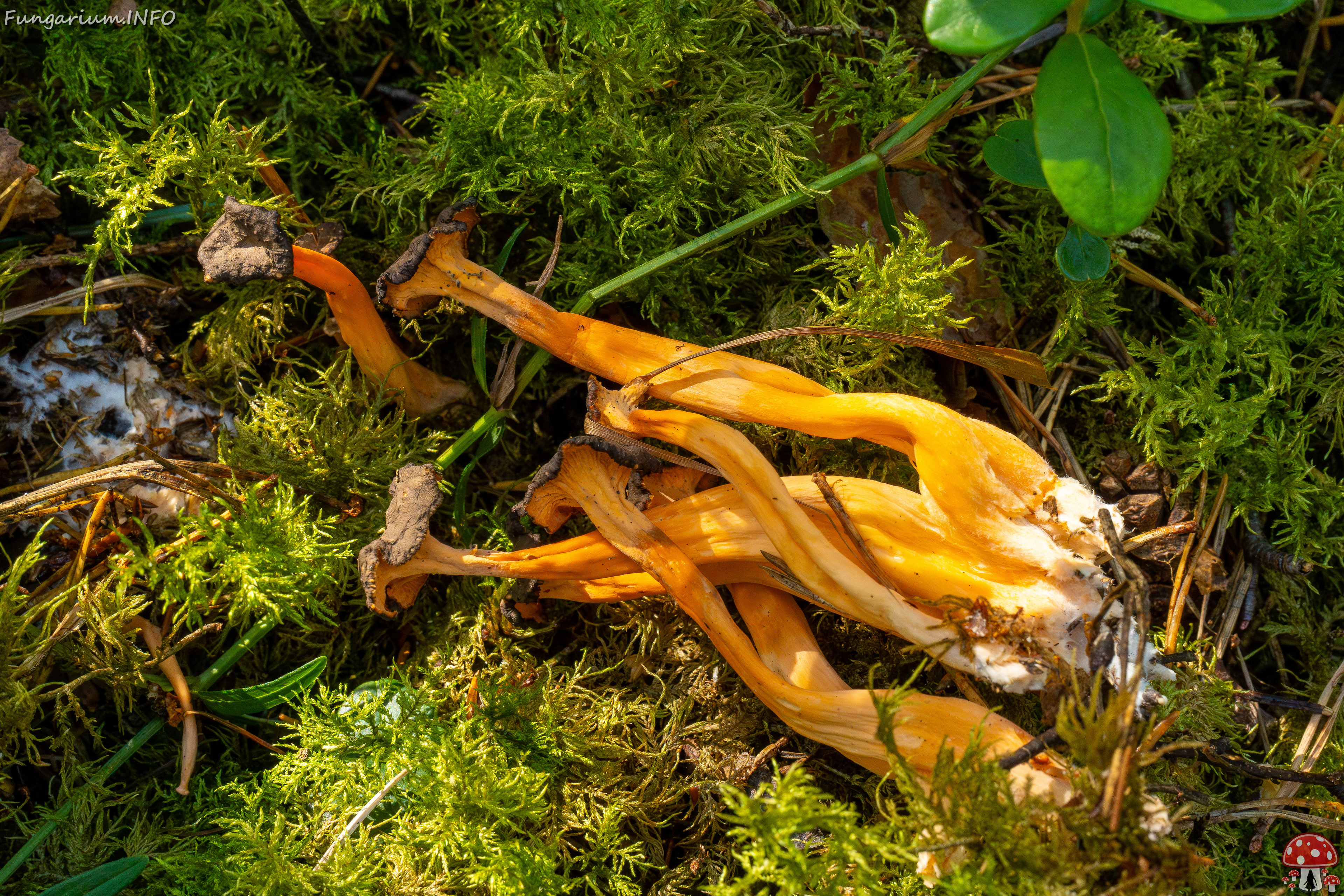 craterellus-lutescens_2-21 