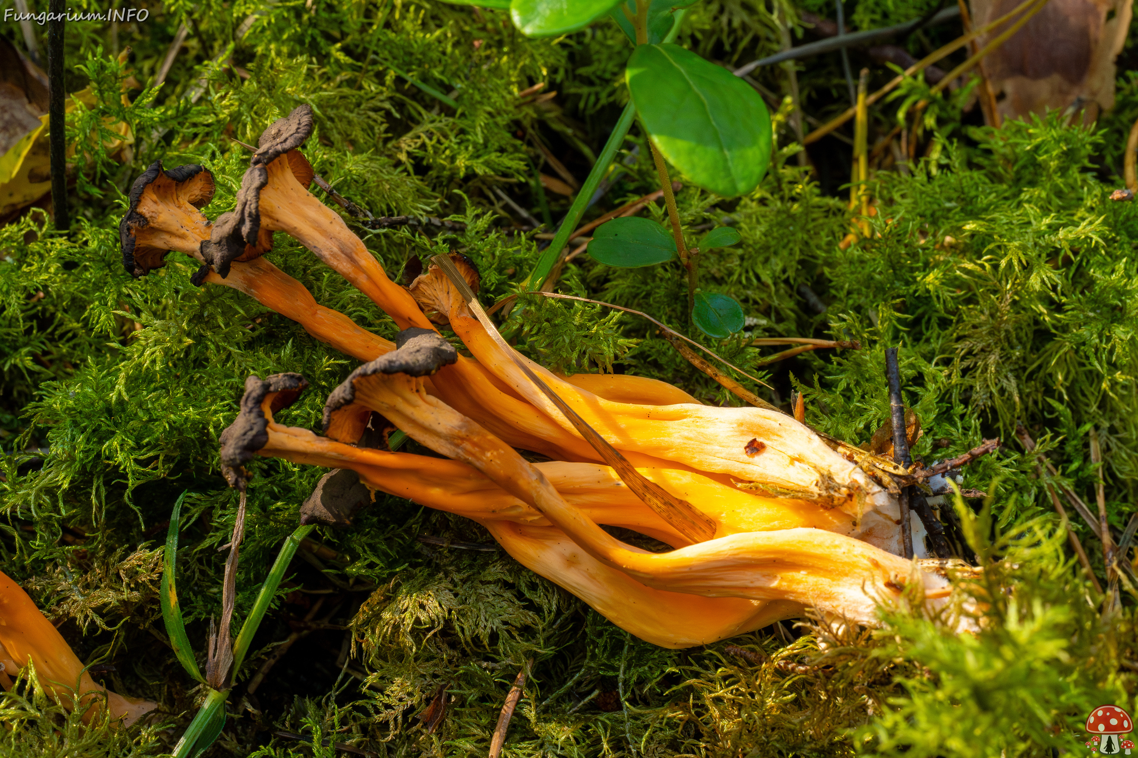 craterellus-lutescens_2-23 