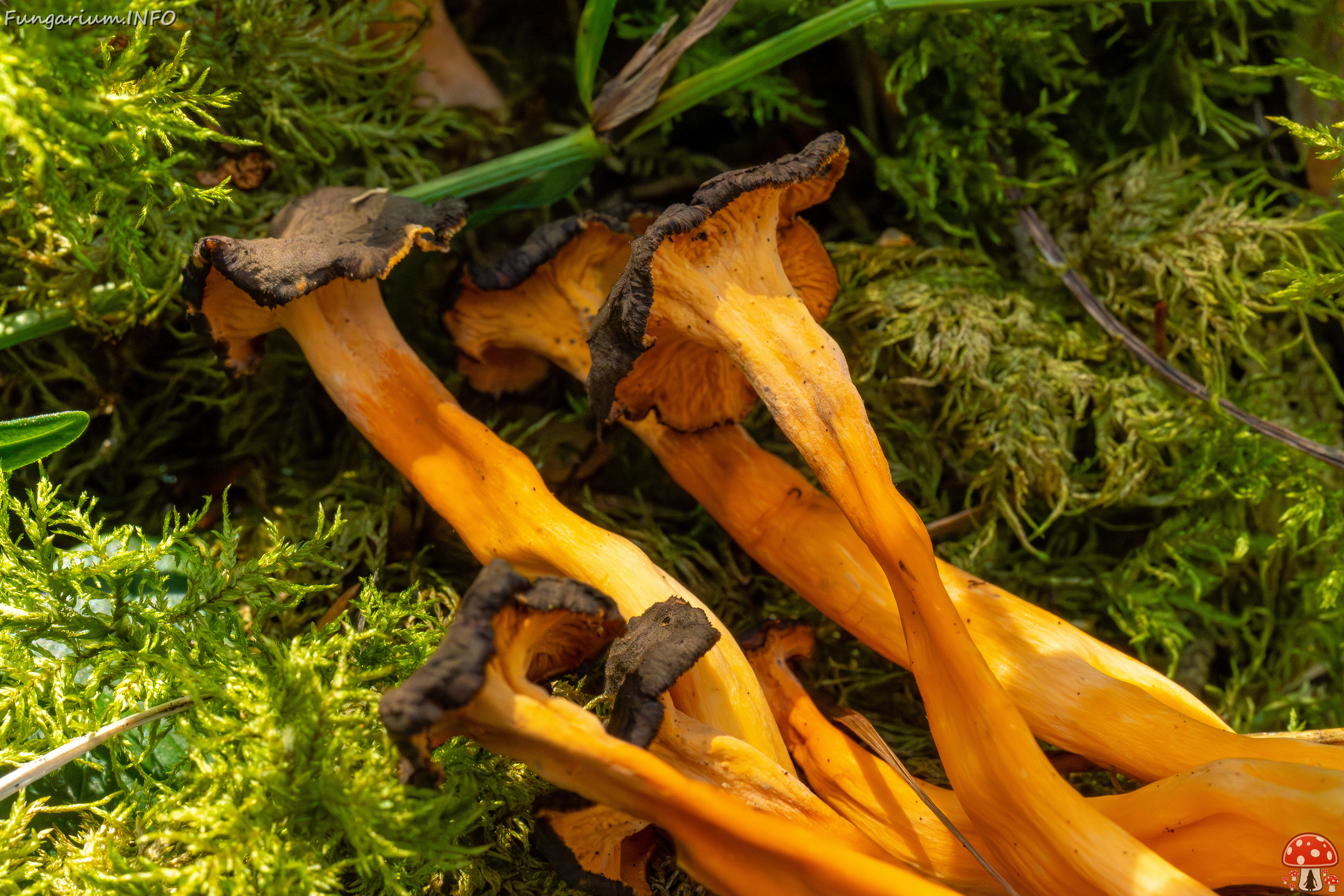 craterellus-lutescens_2-24 