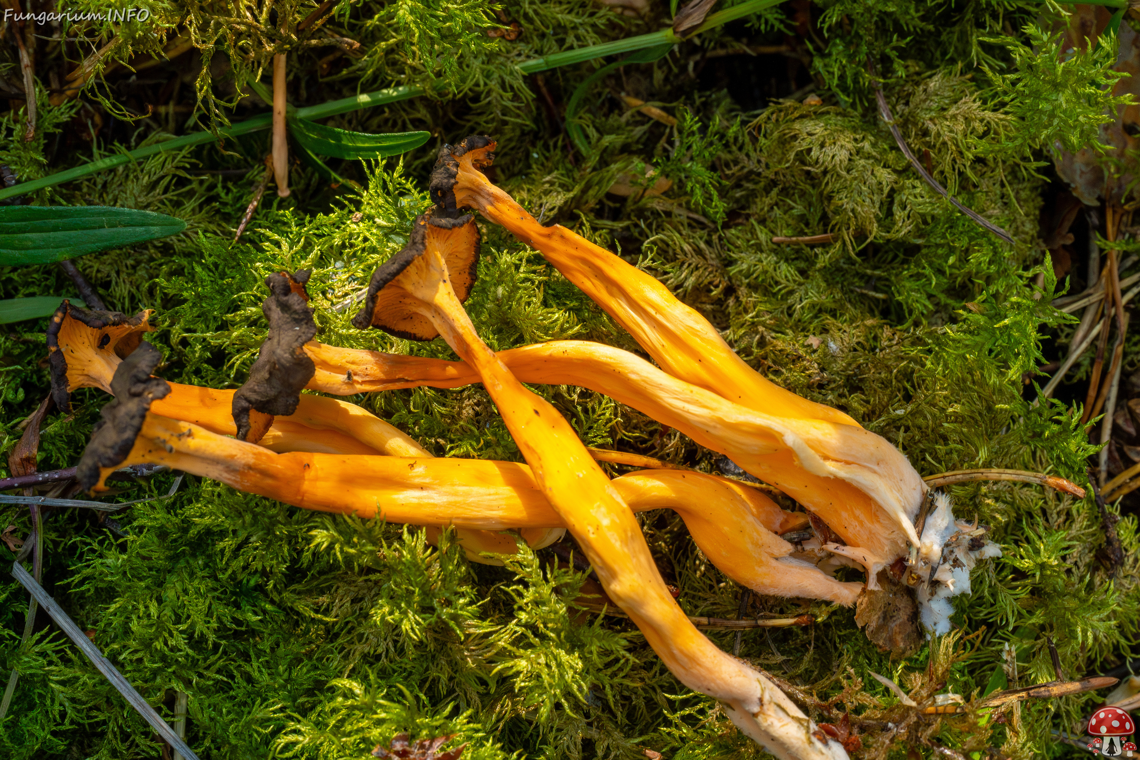 craterellus-lutescens_2-25 