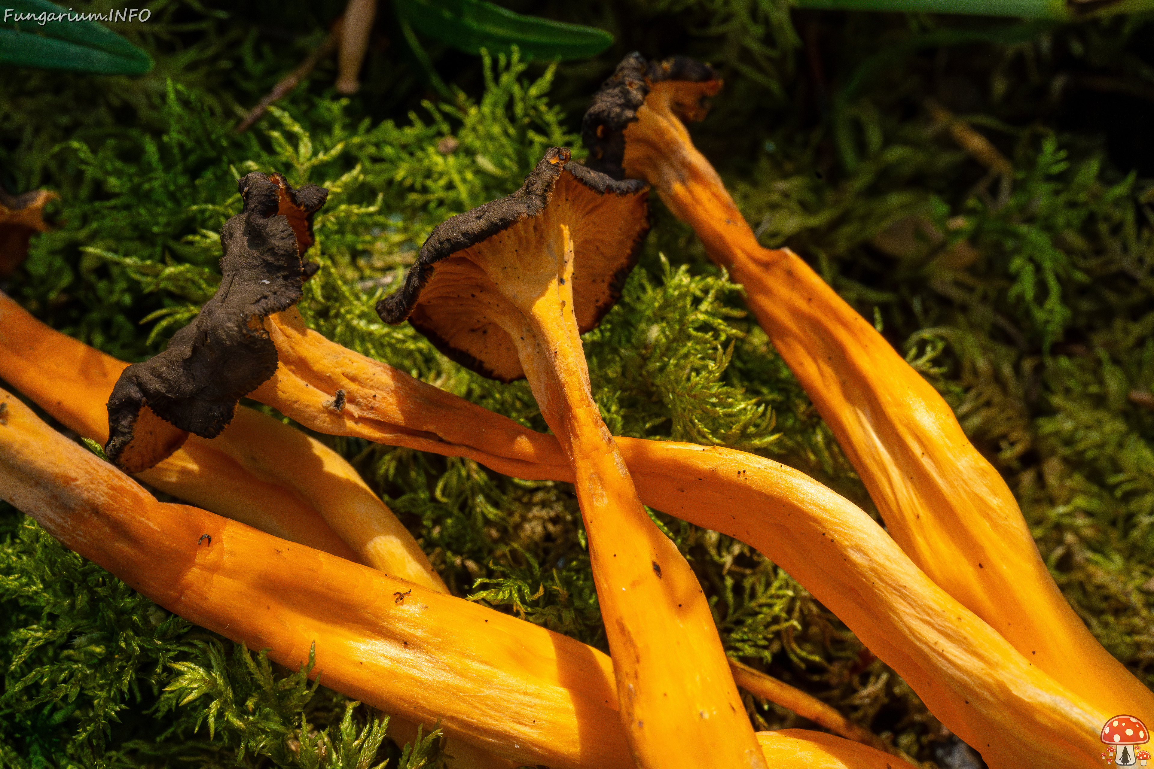 craterellus-lutescens_2-26 