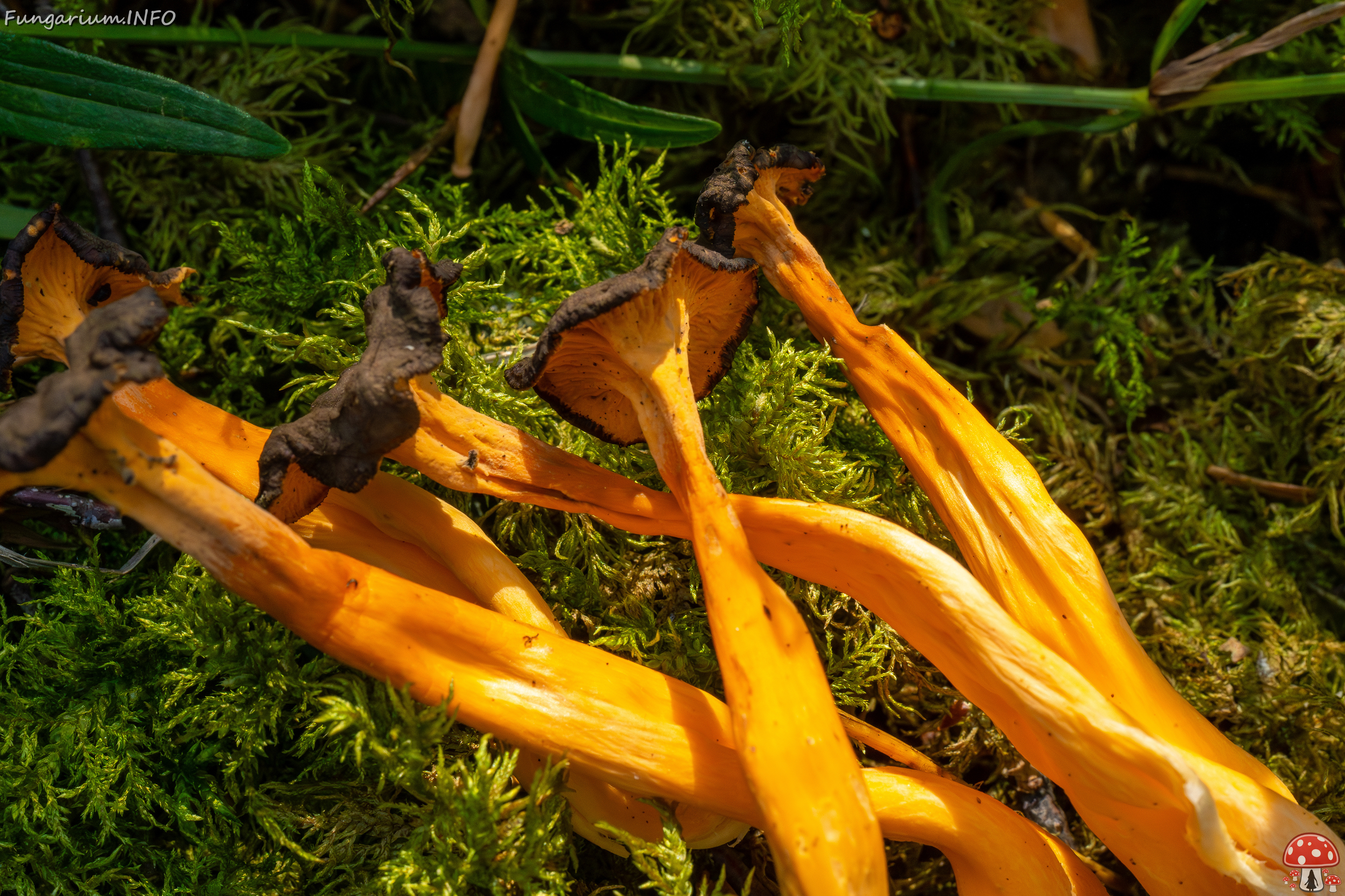 craterellus-lutescens_2-27 