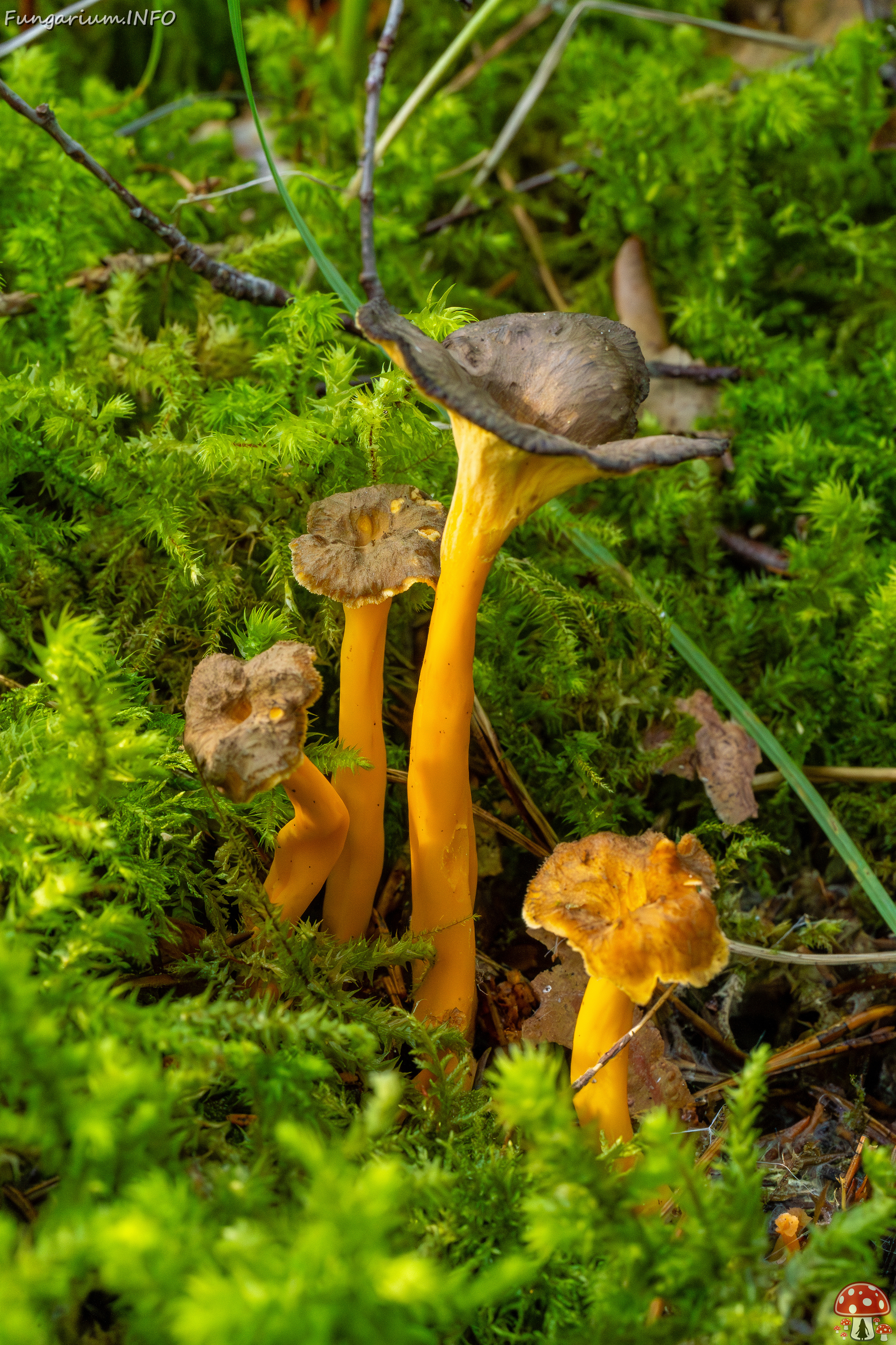 craterellus-lutescens_2-3 