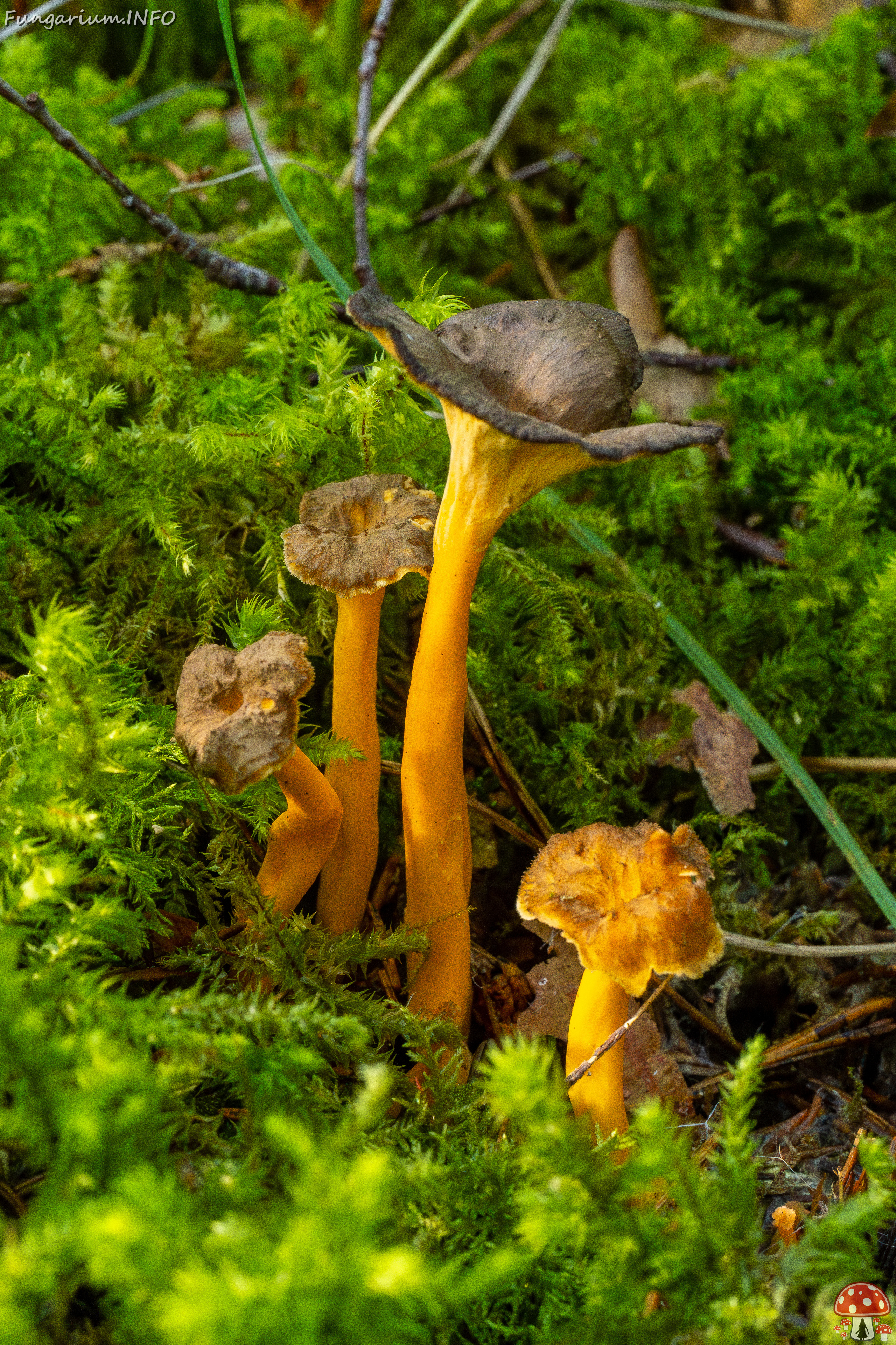 craterellus-lutescens_2-4 