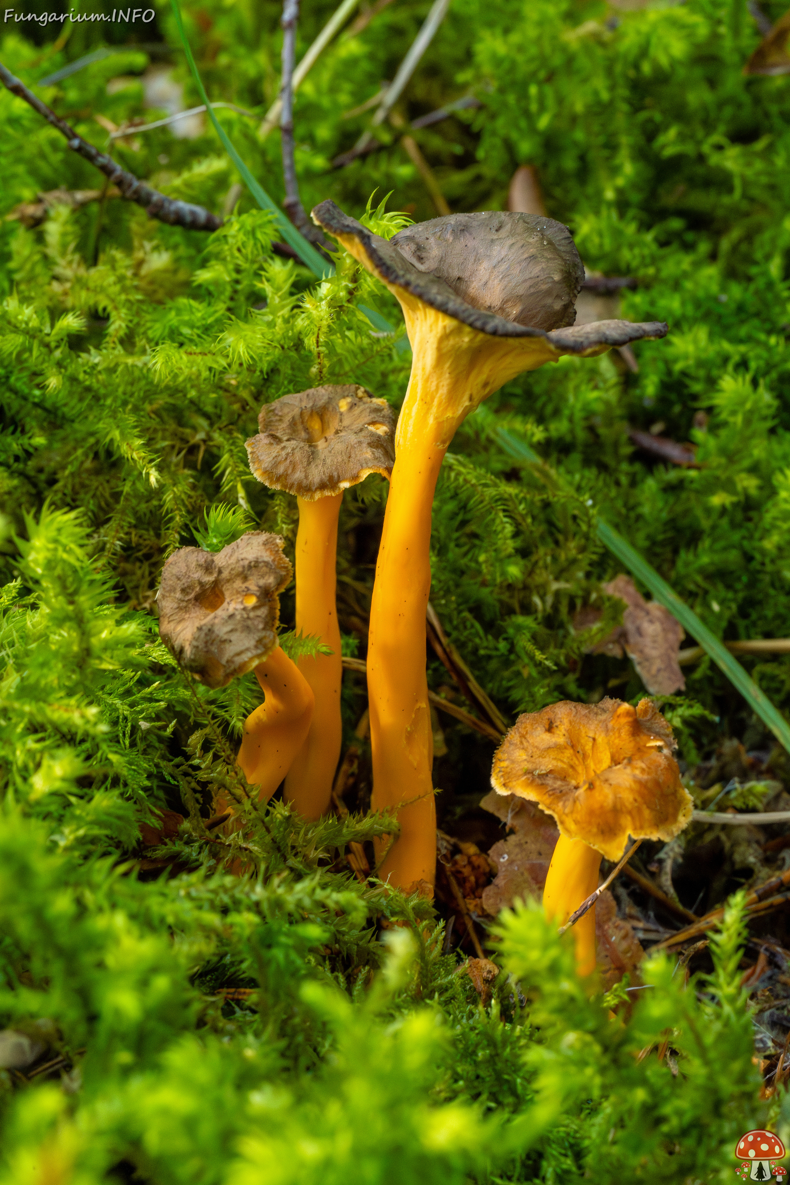 craterellus-lutescens_2-5 