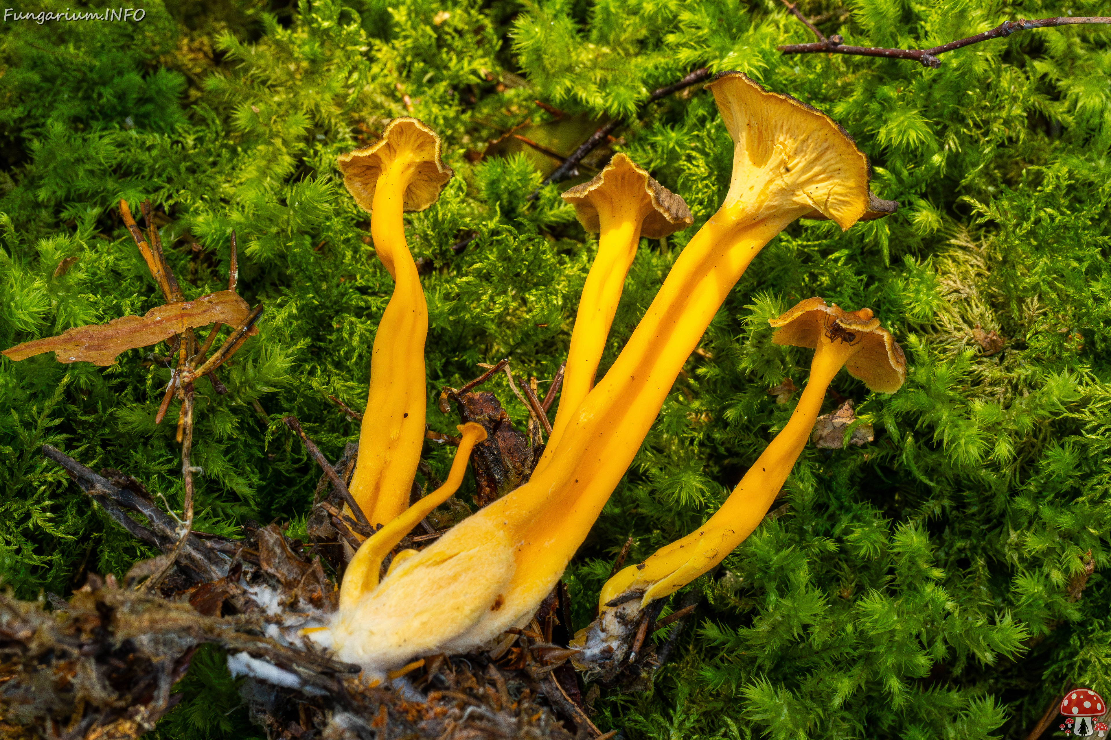 craterellus-lutescens_2-6 