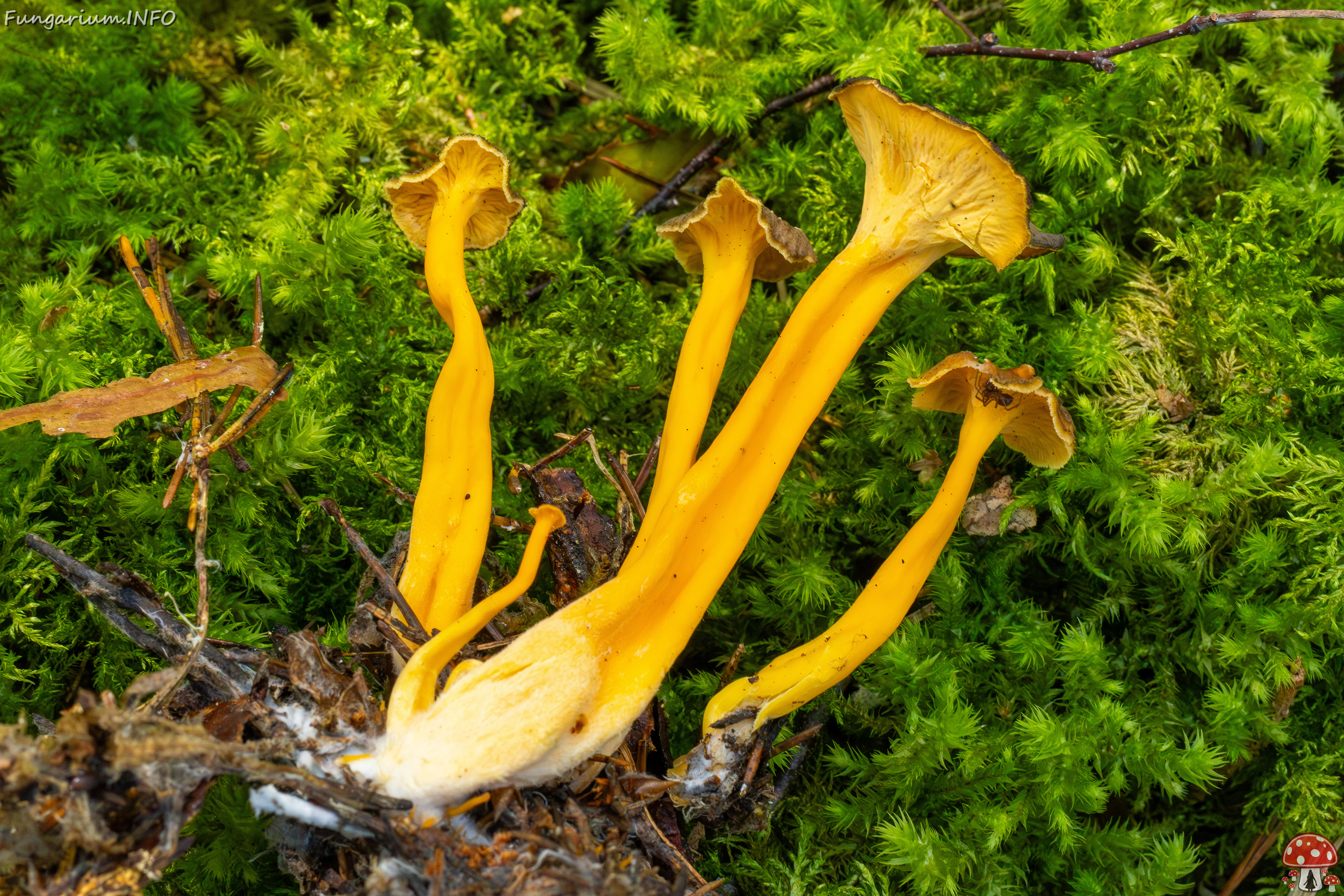 craterellus-lutescens_2-7 